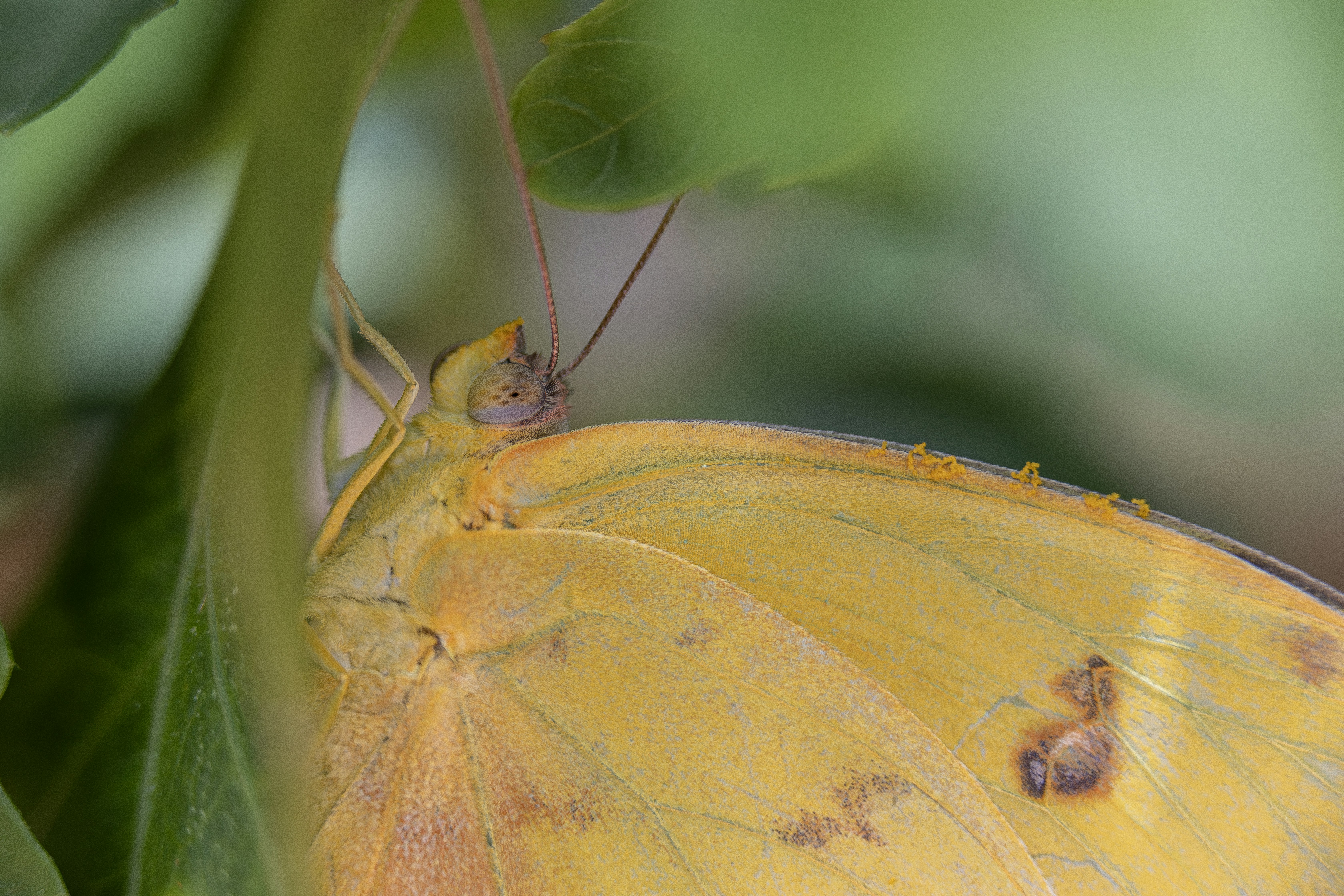 Yellow butterfly with small orange dots under a green leaf.