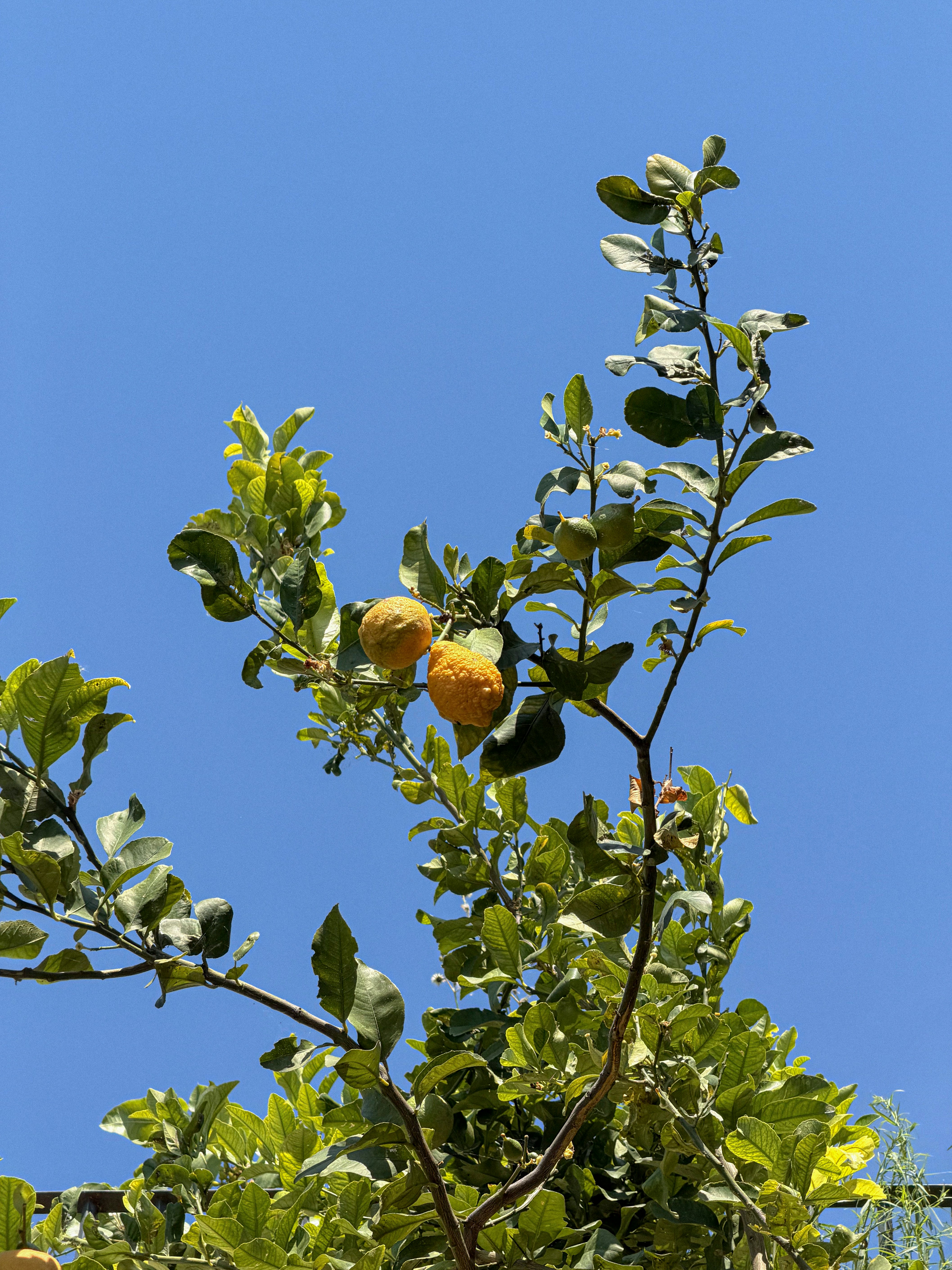 Lemon tree branch with two lemons against clear blue sky