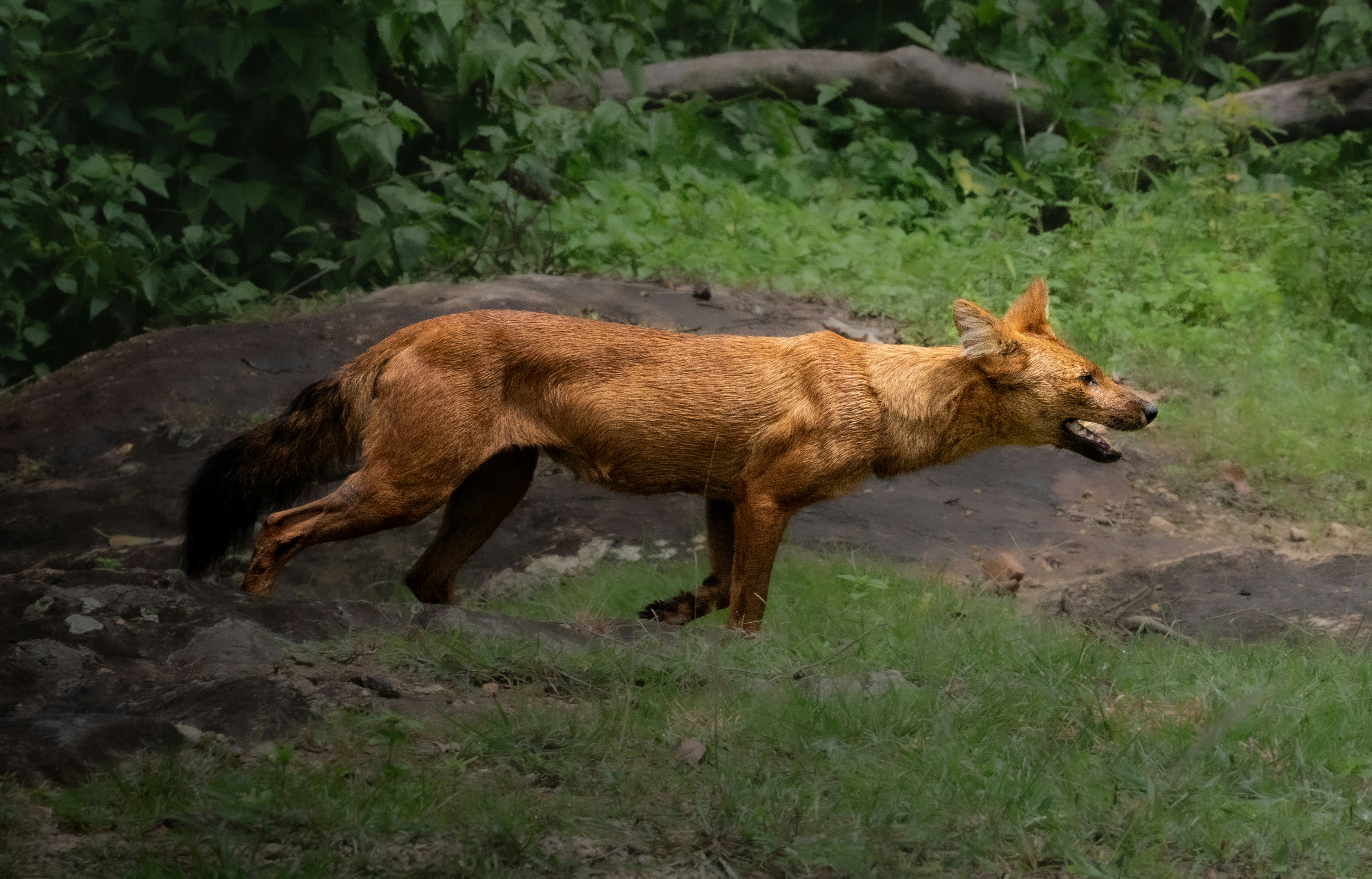 A wild dhole, also known as the Asiatic wild dog (Cuon alpinus), moves gracefully across a rocky forest landscape, showcasing the remarkable agility and endurance that define one of Asia’s most fascinating predators. With its rich reddish-brown coat, dark bushy tail, alert ears, and streamlined body, the dhole is perfectly adapted for life in dense forests and rugged terrain. Captured in a natural habitat surrounded by lush green vegetation, this image highlights the quiet beauty of wildlife thriving in the wilderness.