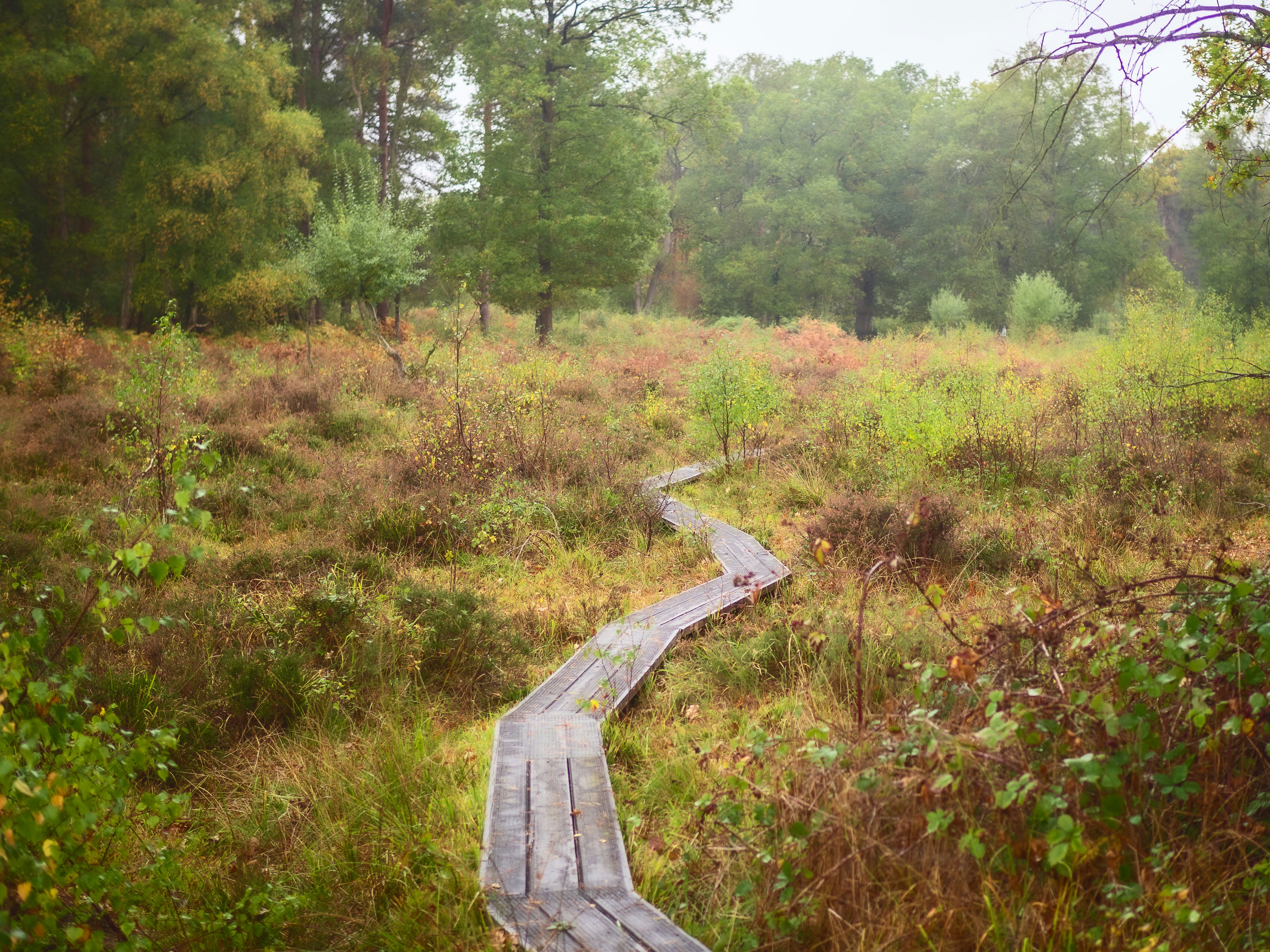 Narrow boardwalk winding through a marsh