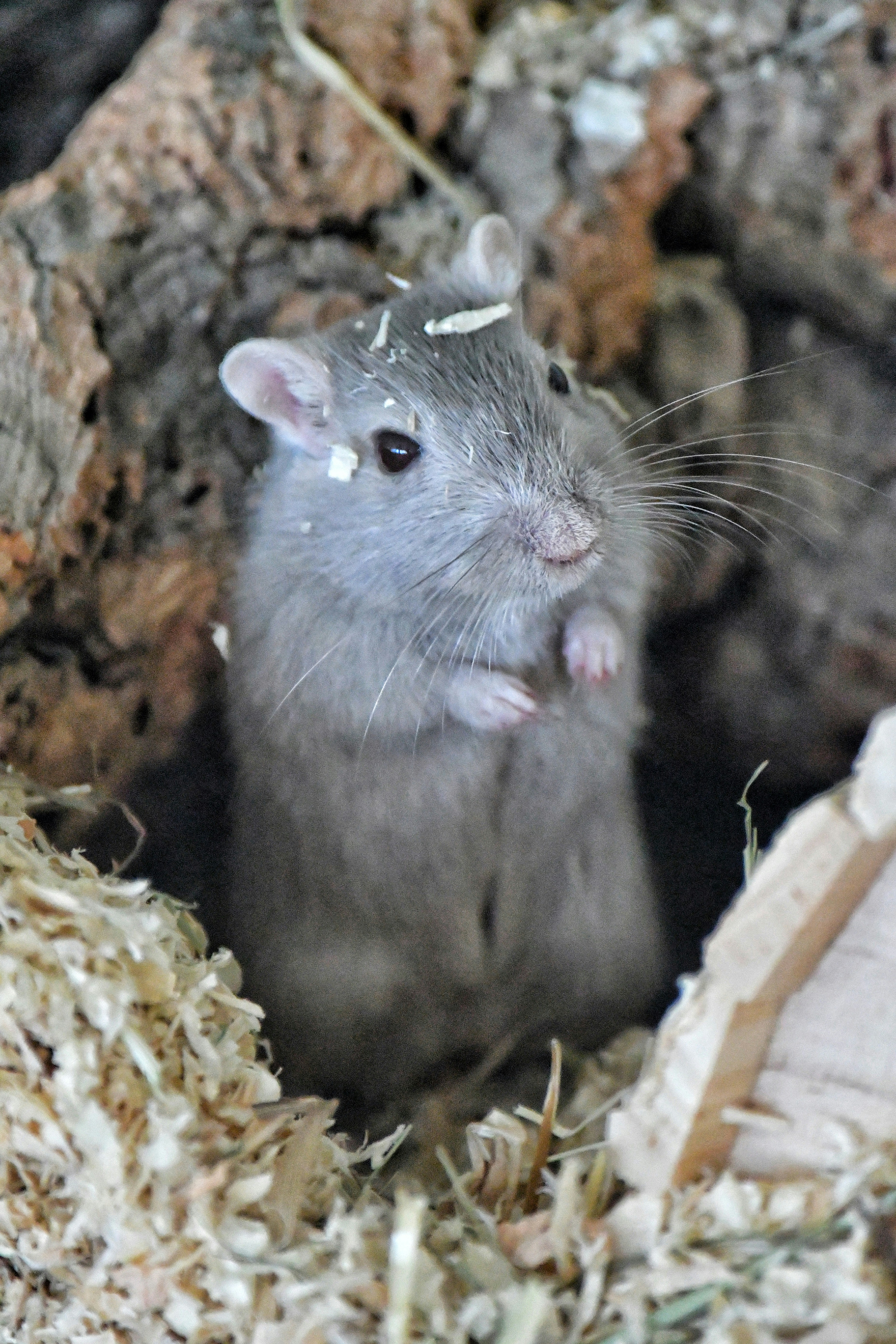 Grauer Hamster, der zwischen Holzspänen mit Flocken auf dem Kopf steht.