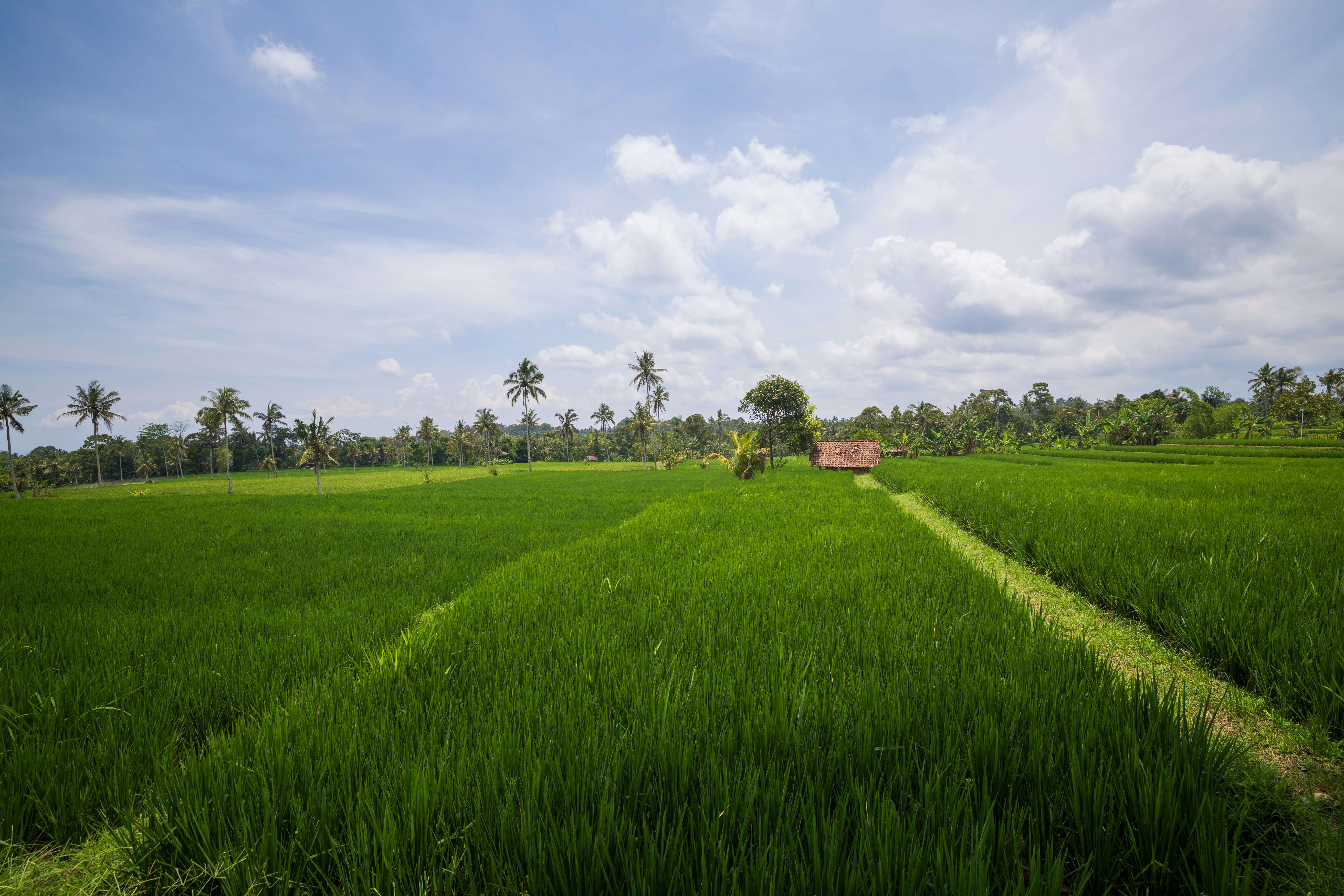 A small hut in a vibrant green rice field.