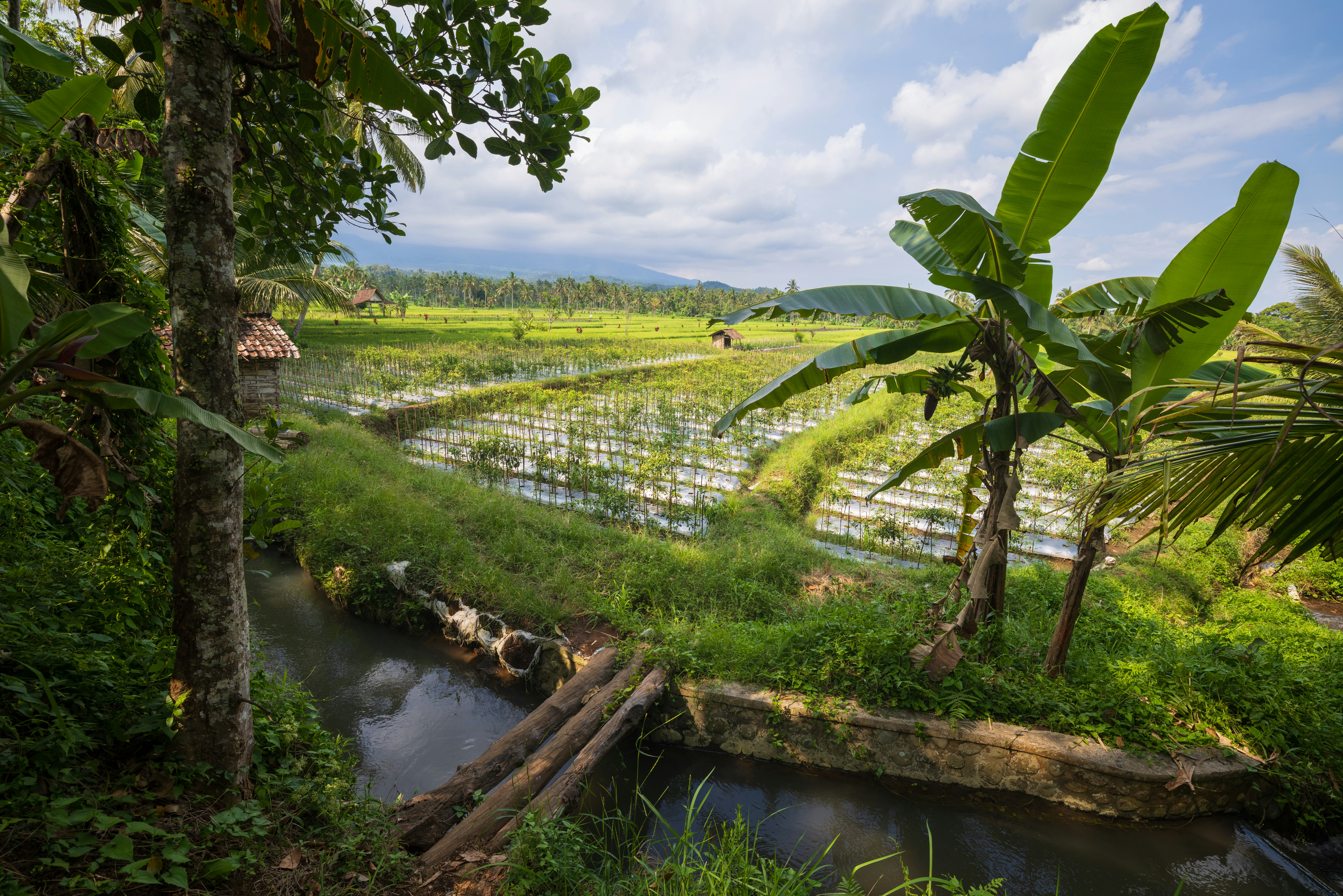 Lush green rice paddies with a stream and tropical trees.
