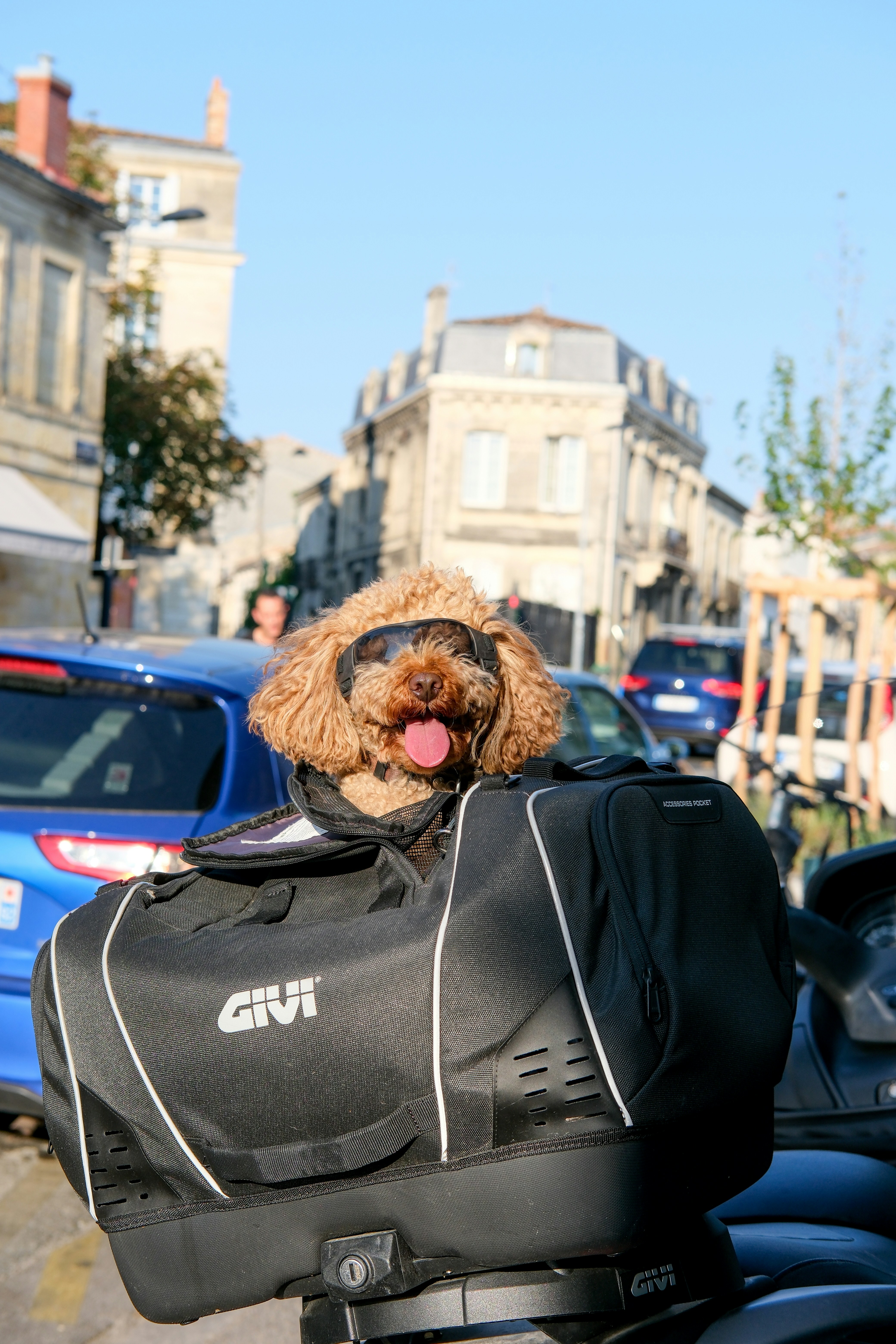 Pudel mit Sonnenbrille sitzt auf einer Motorradtasche