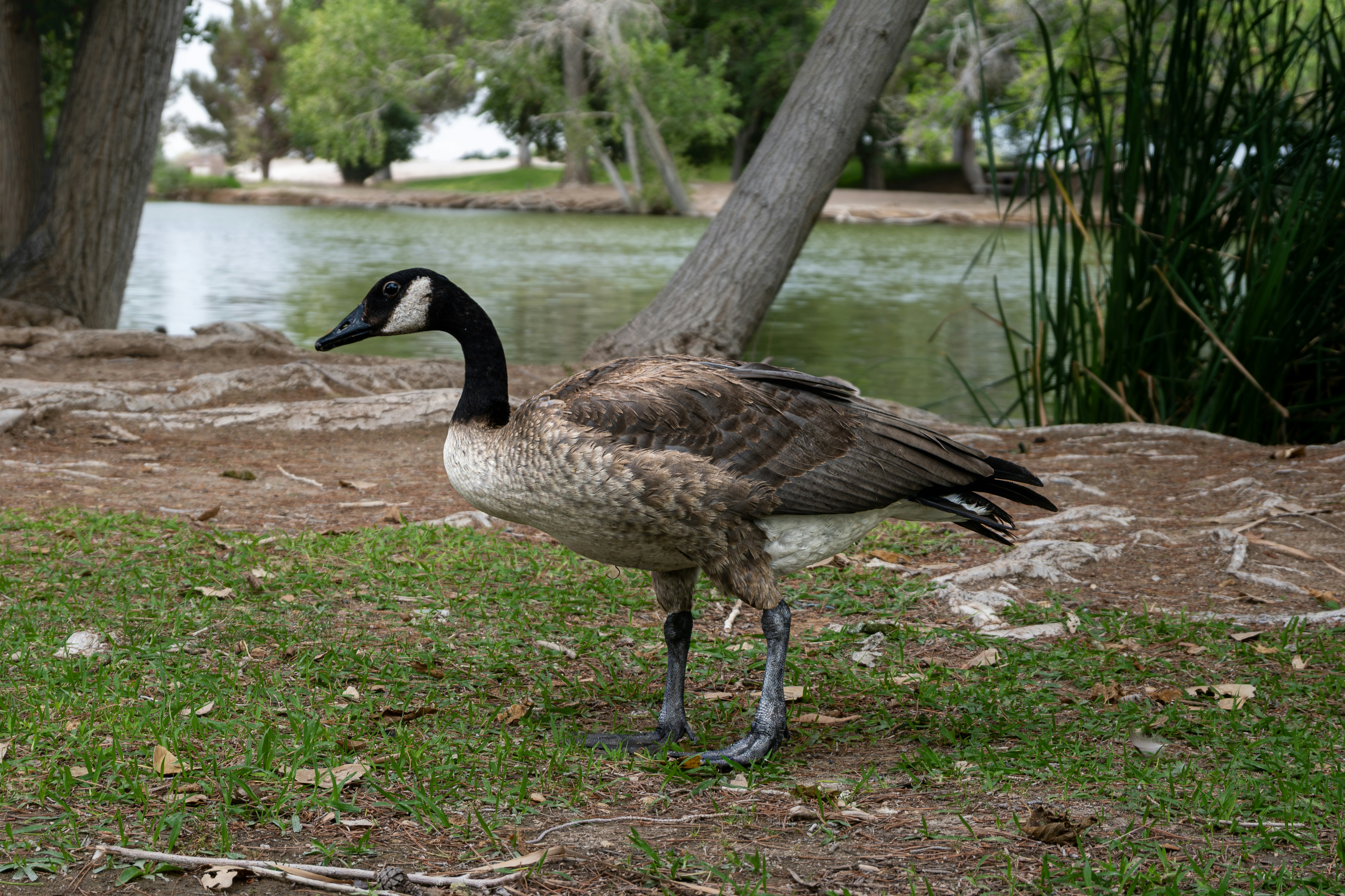 A canada goose stands on grass near a lake