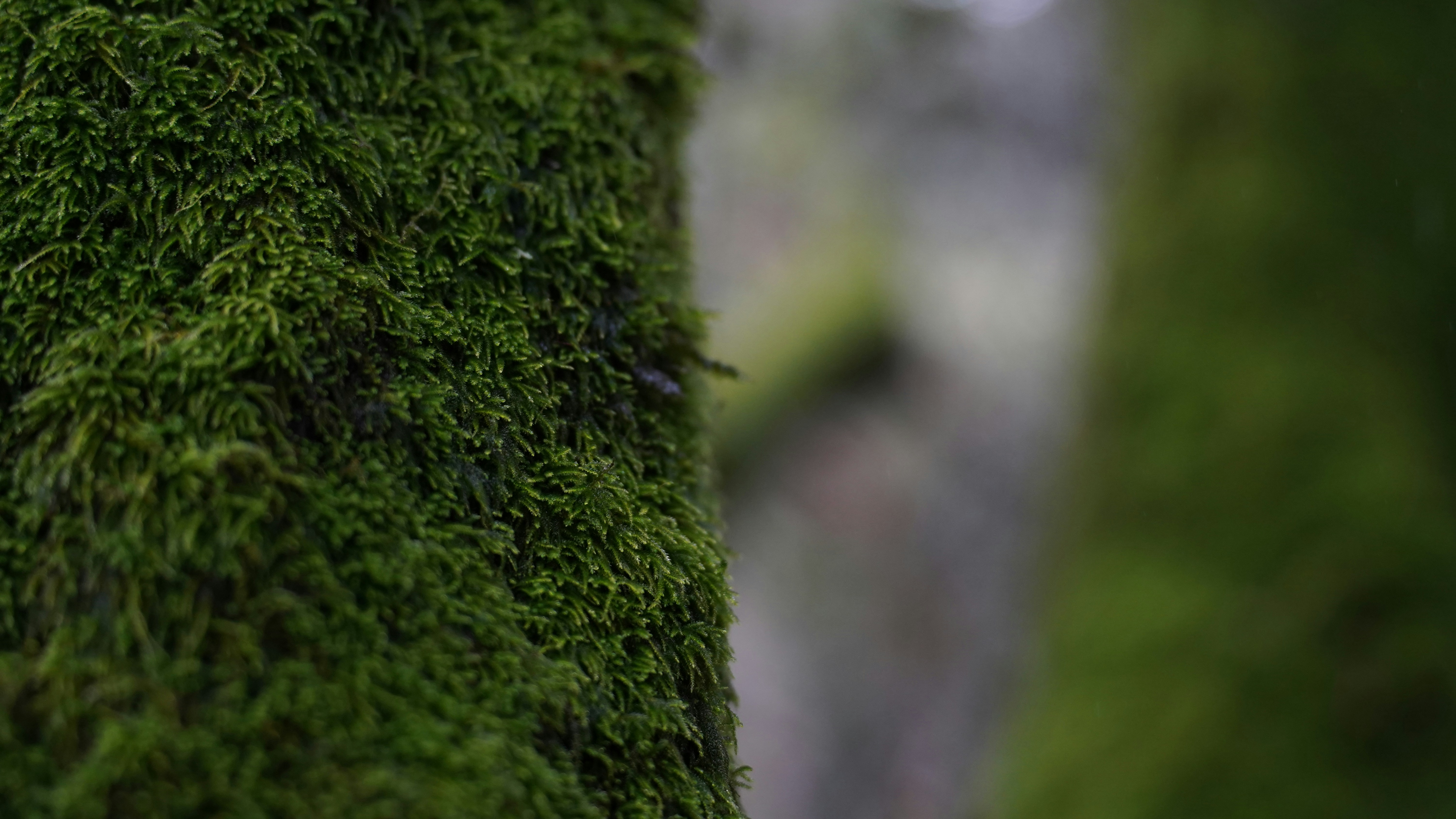 Muschio verde copre un tronco d'albero in una foresta