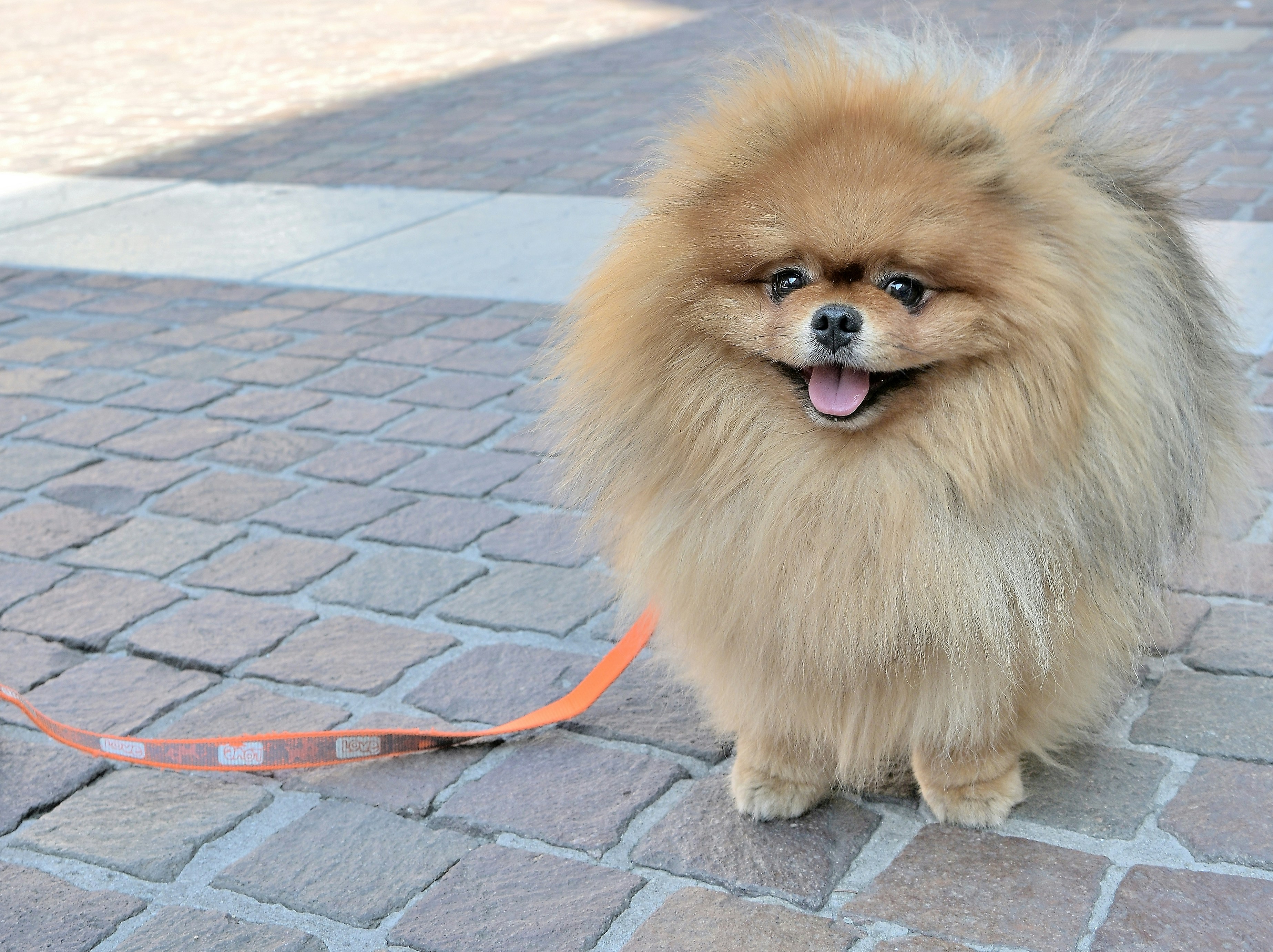 A happy fluffy pomeranian dog on a cobblestone path.