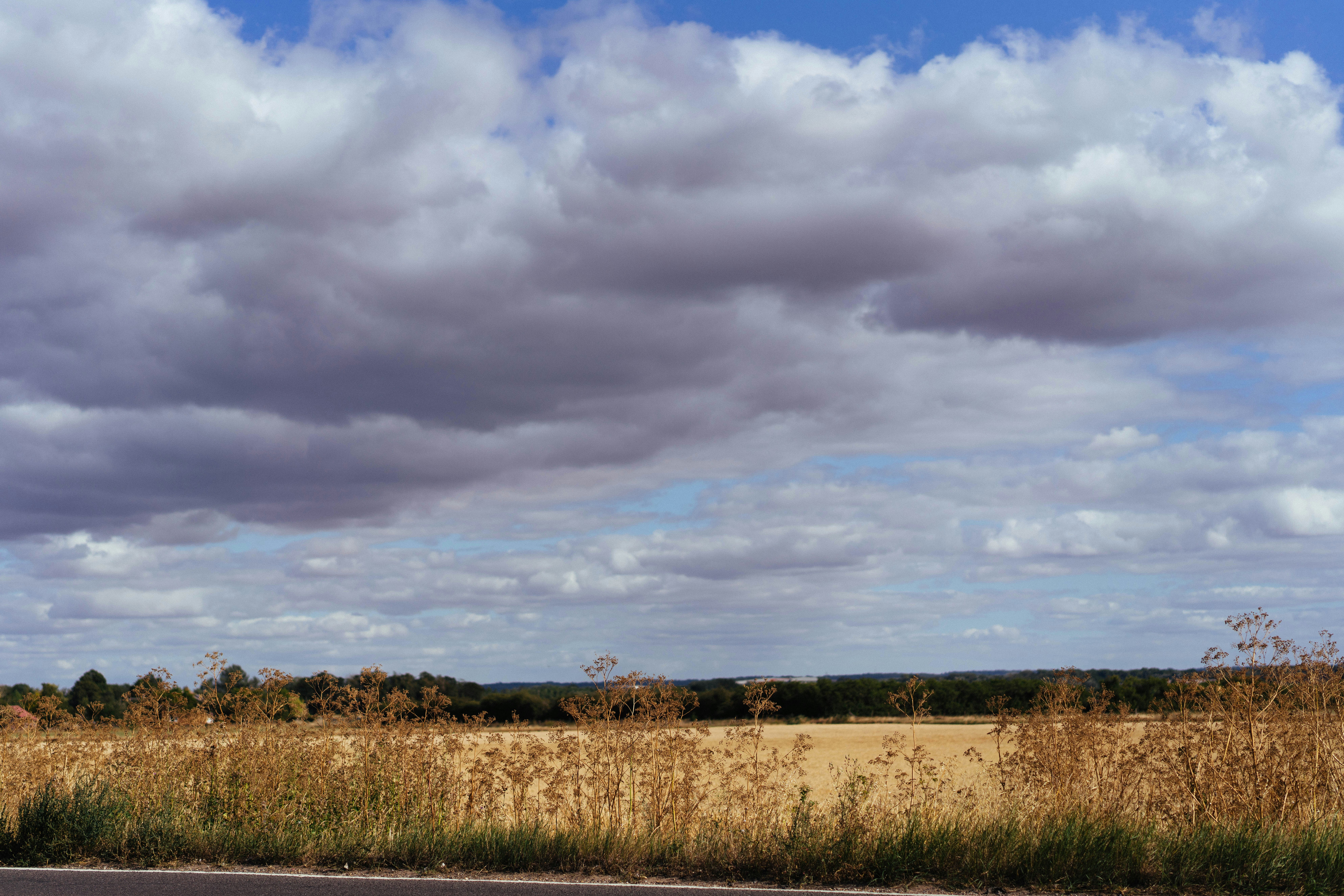 A field of dry grass under a cloudy blue sky.