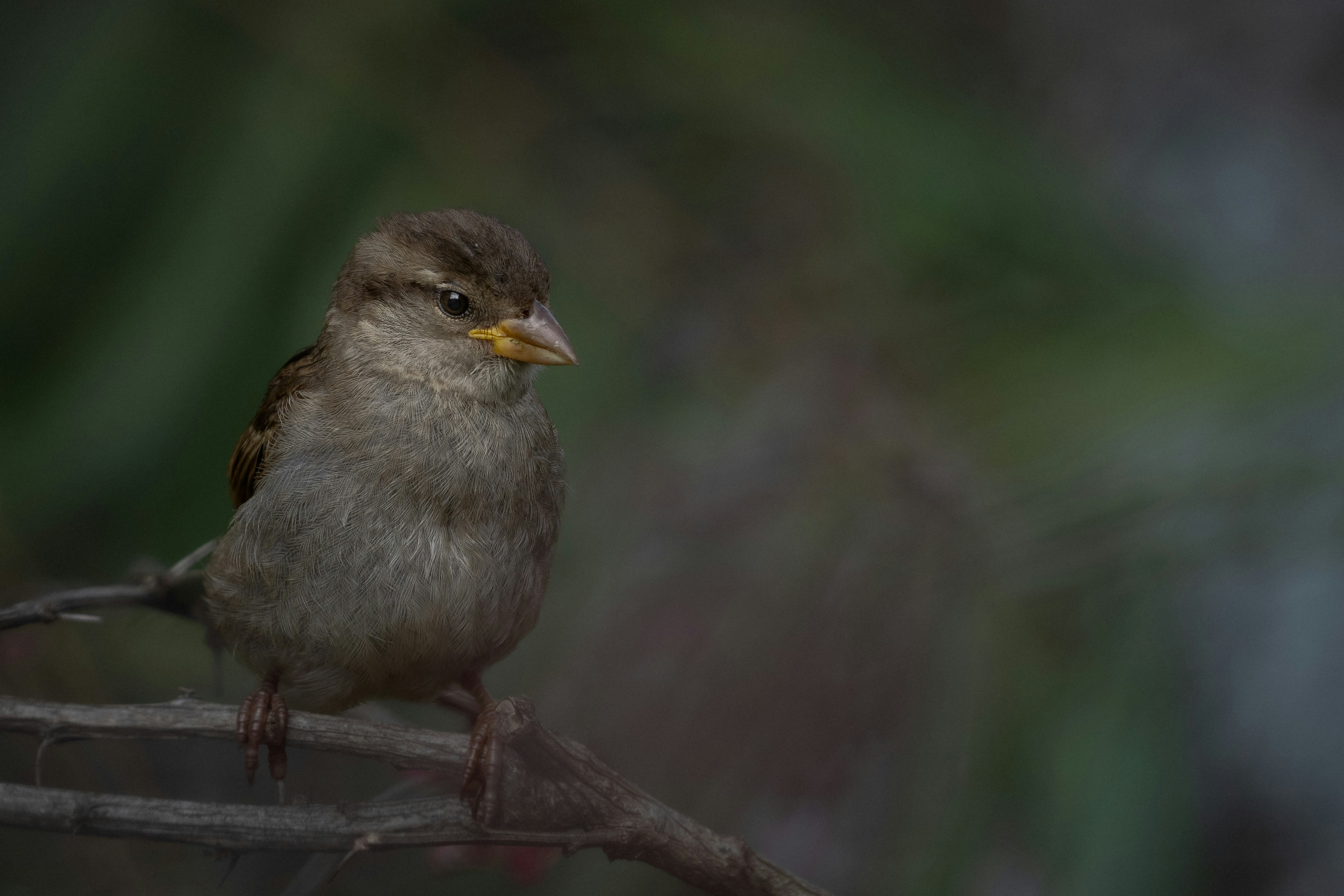 A small brown bird perches on a branch