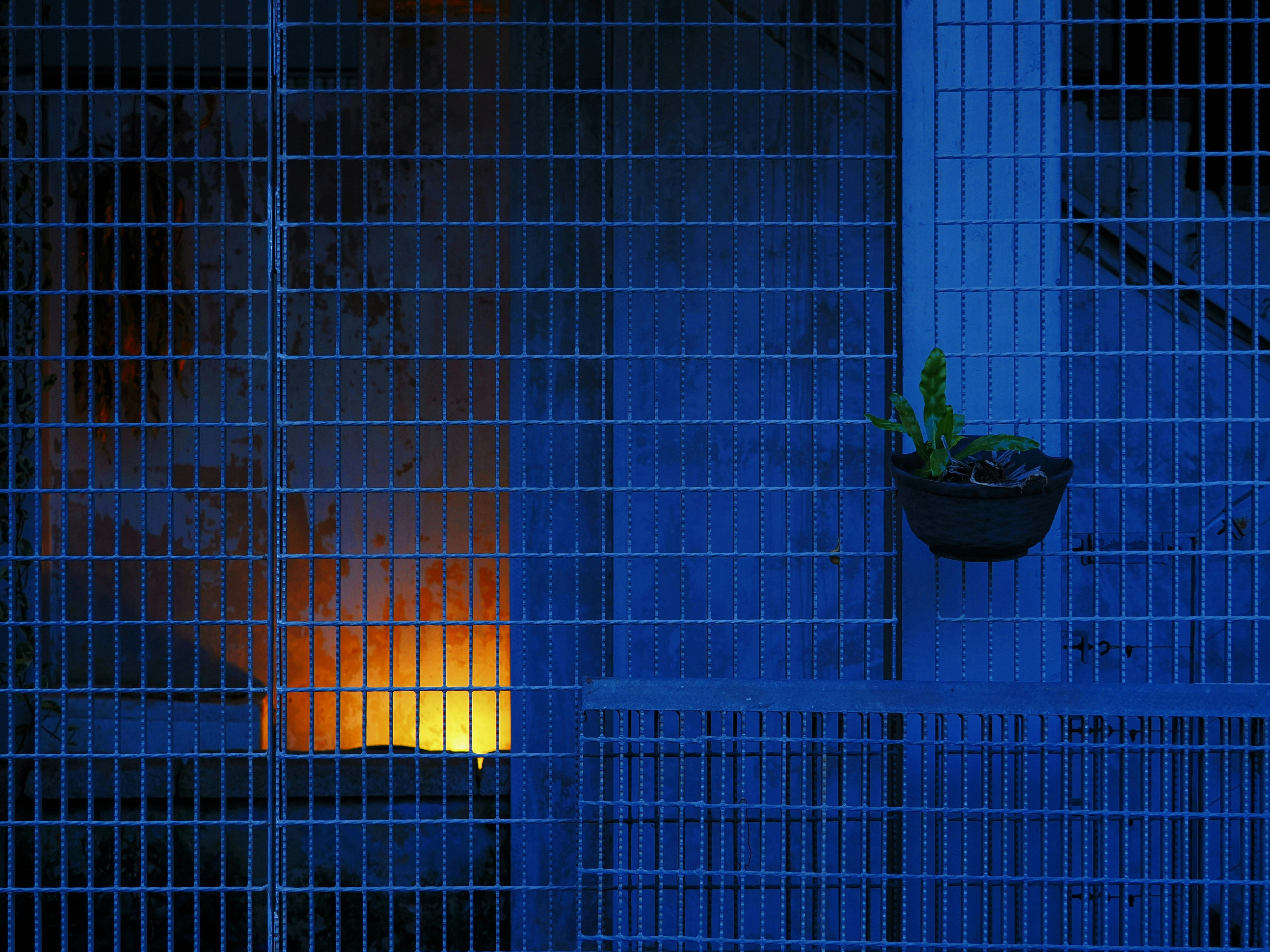 Blue grid with orange light and a hanging plant