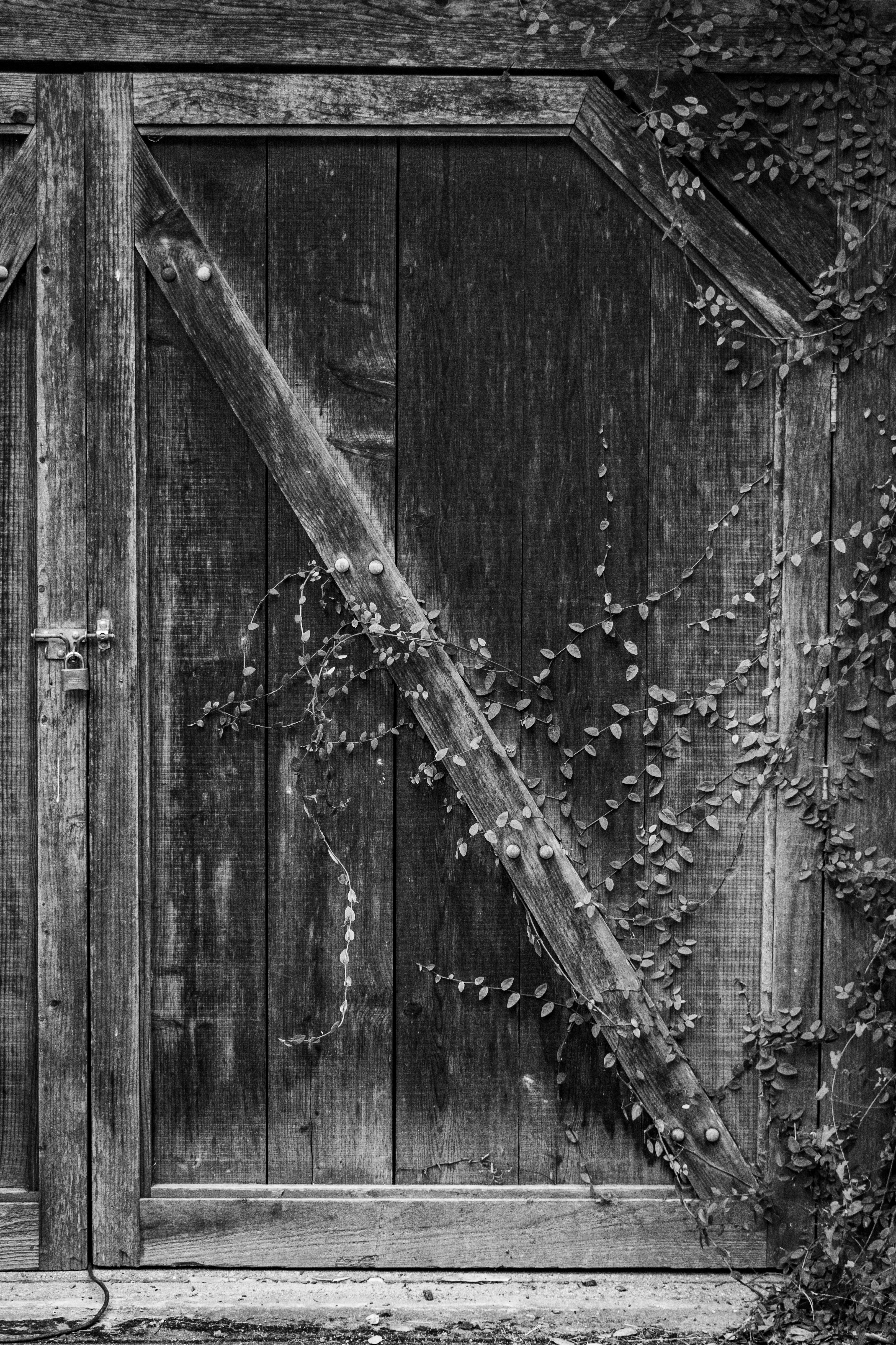 Porte rustique en bois avec des vignes en noir et blanc.