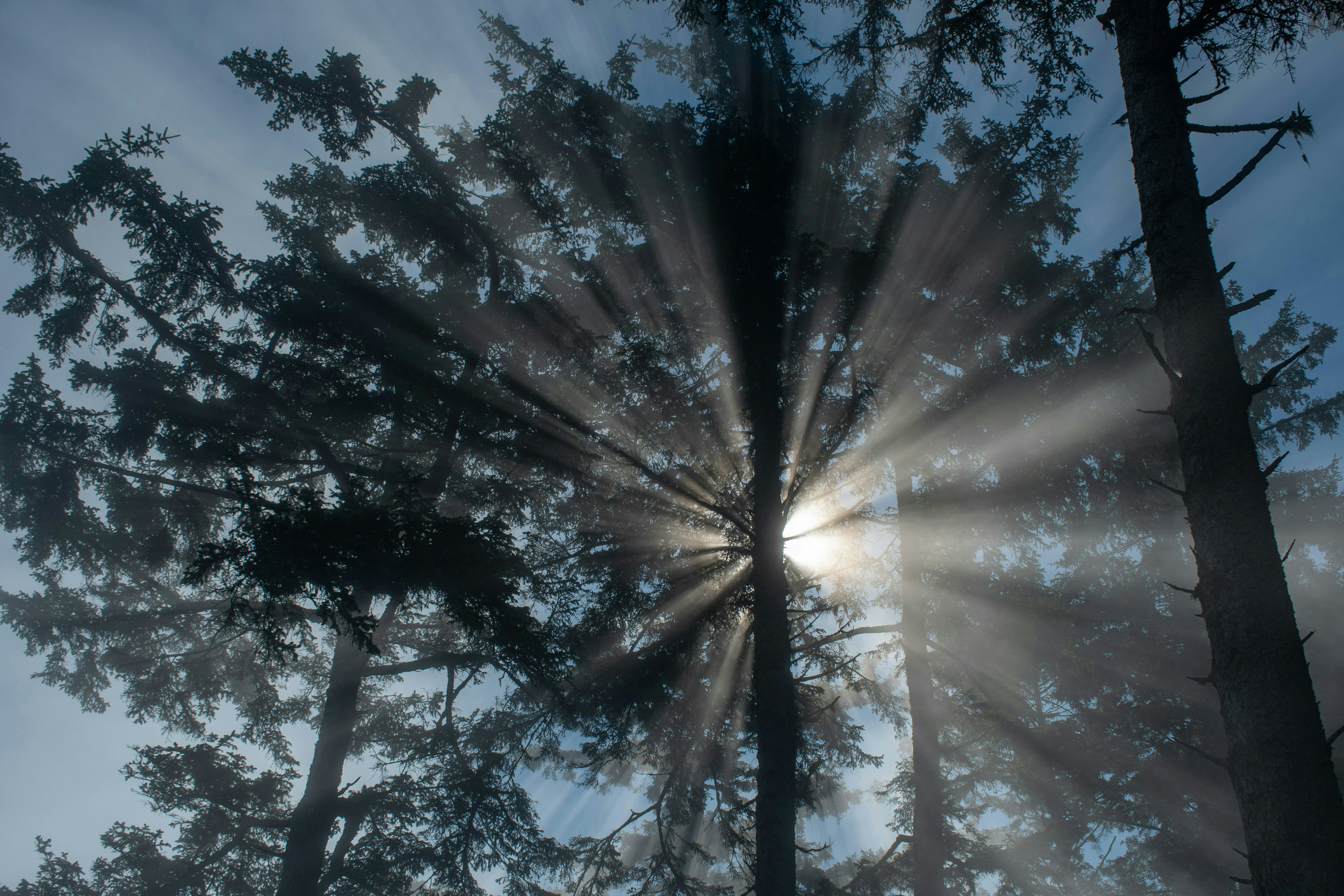 Des rayons de soleil spectaculaires traversent de grands arbres de la forêt.