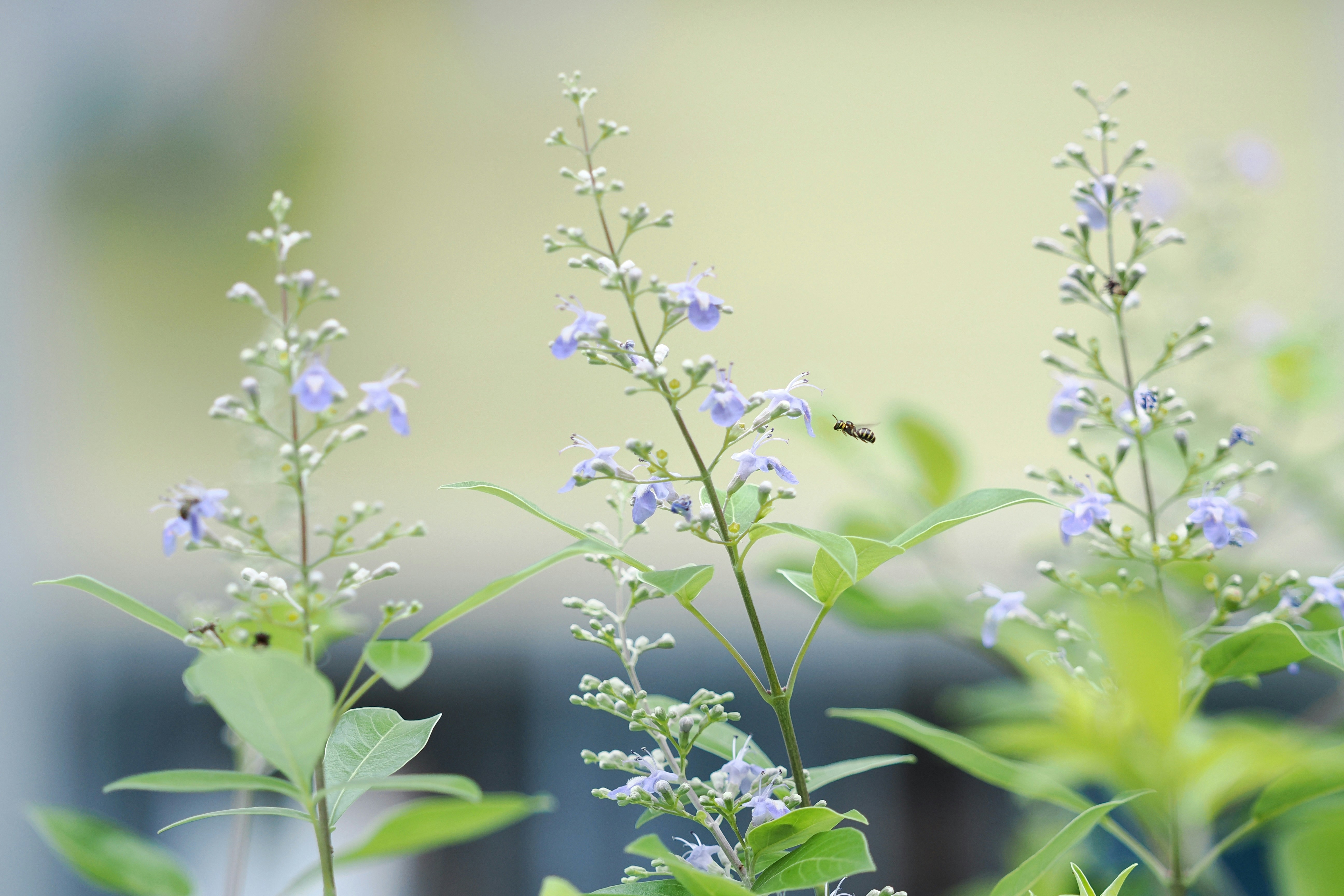 A bee visits delicate purple flowers on green stems.
