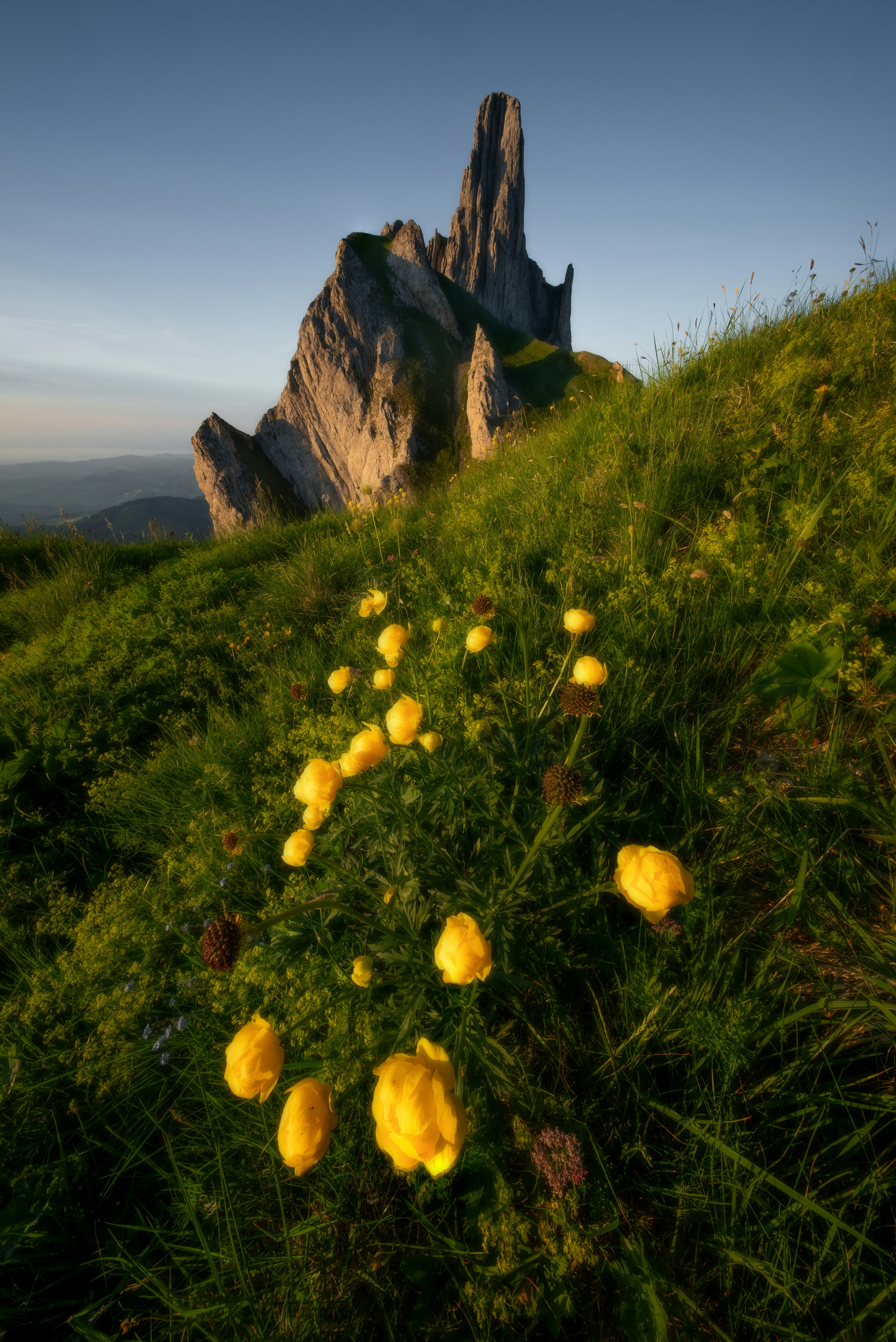 Yellow alpine flowers leading toward a rocky mountain in golden light