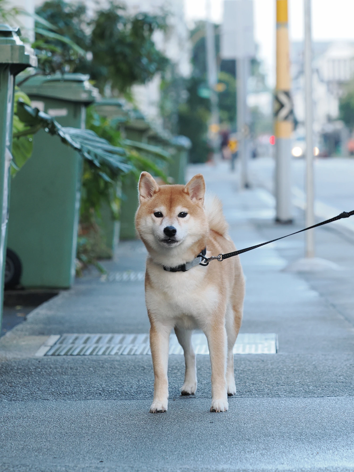 Shiba standing on a city pavement at the end of a slack lead