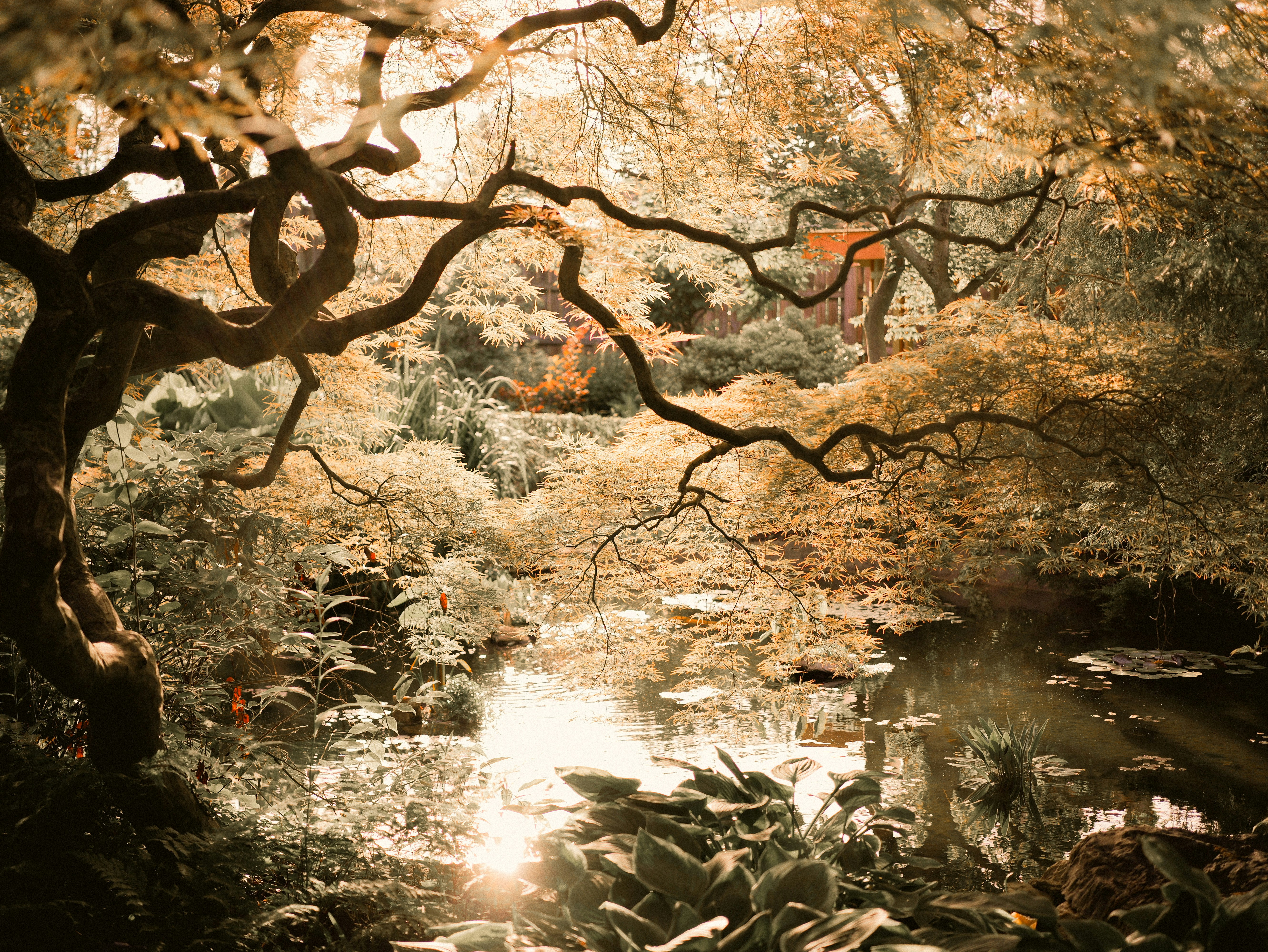 Gnarled tree branch over reflective pond in autumn forest