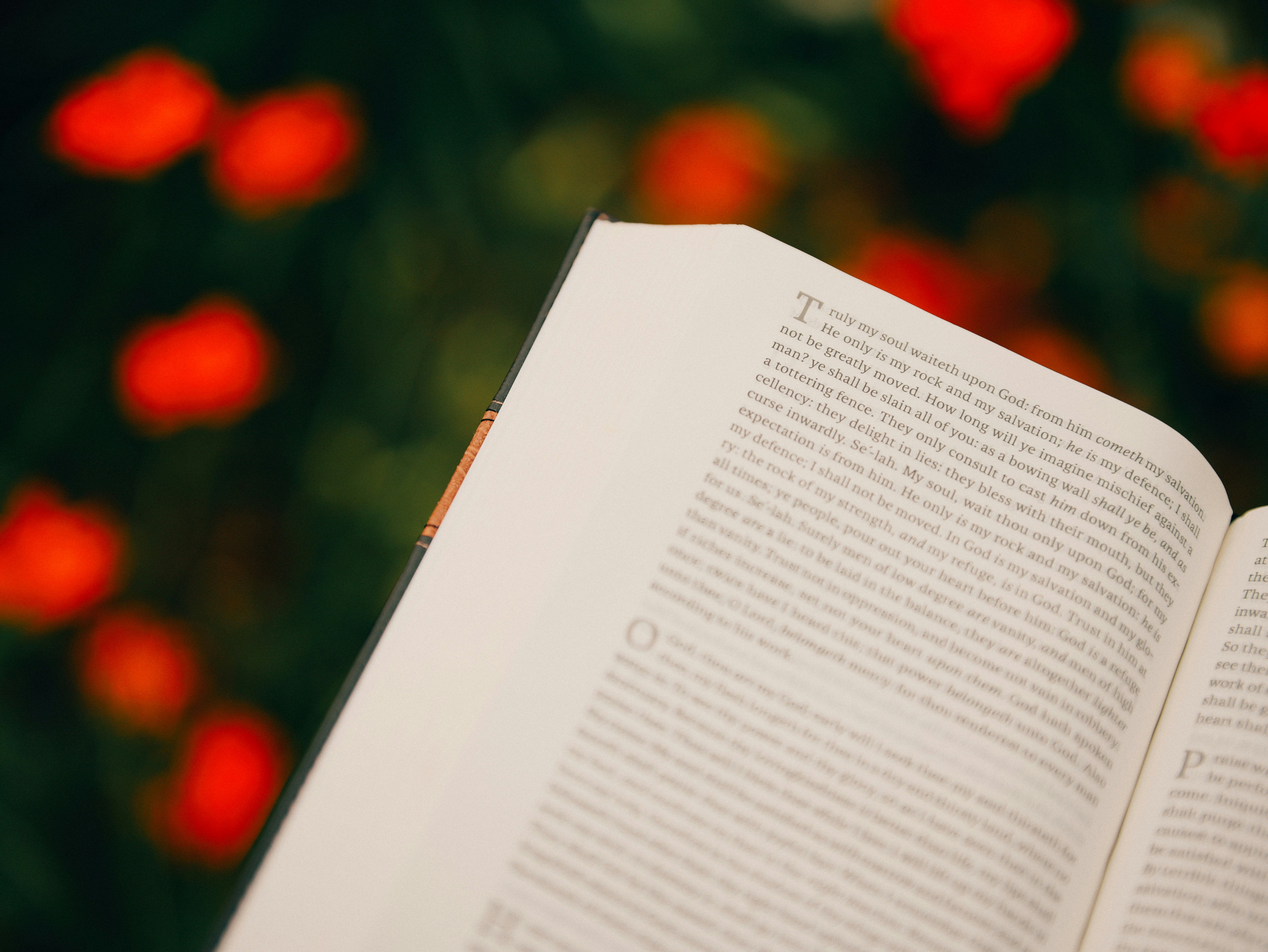Open book with text against blurred red flowers