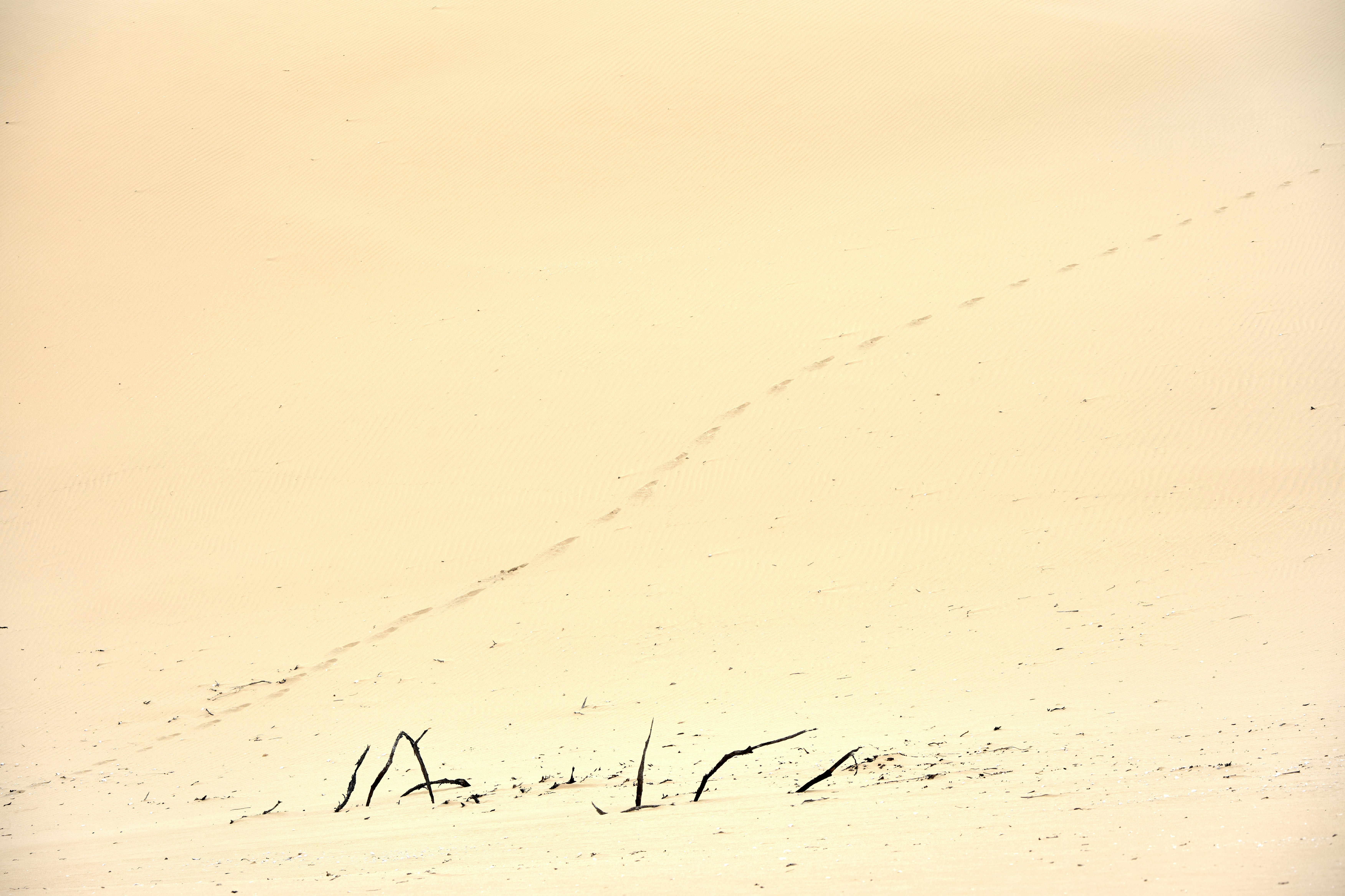 Faint tracks and sparse plants on a sandy desert landscape.