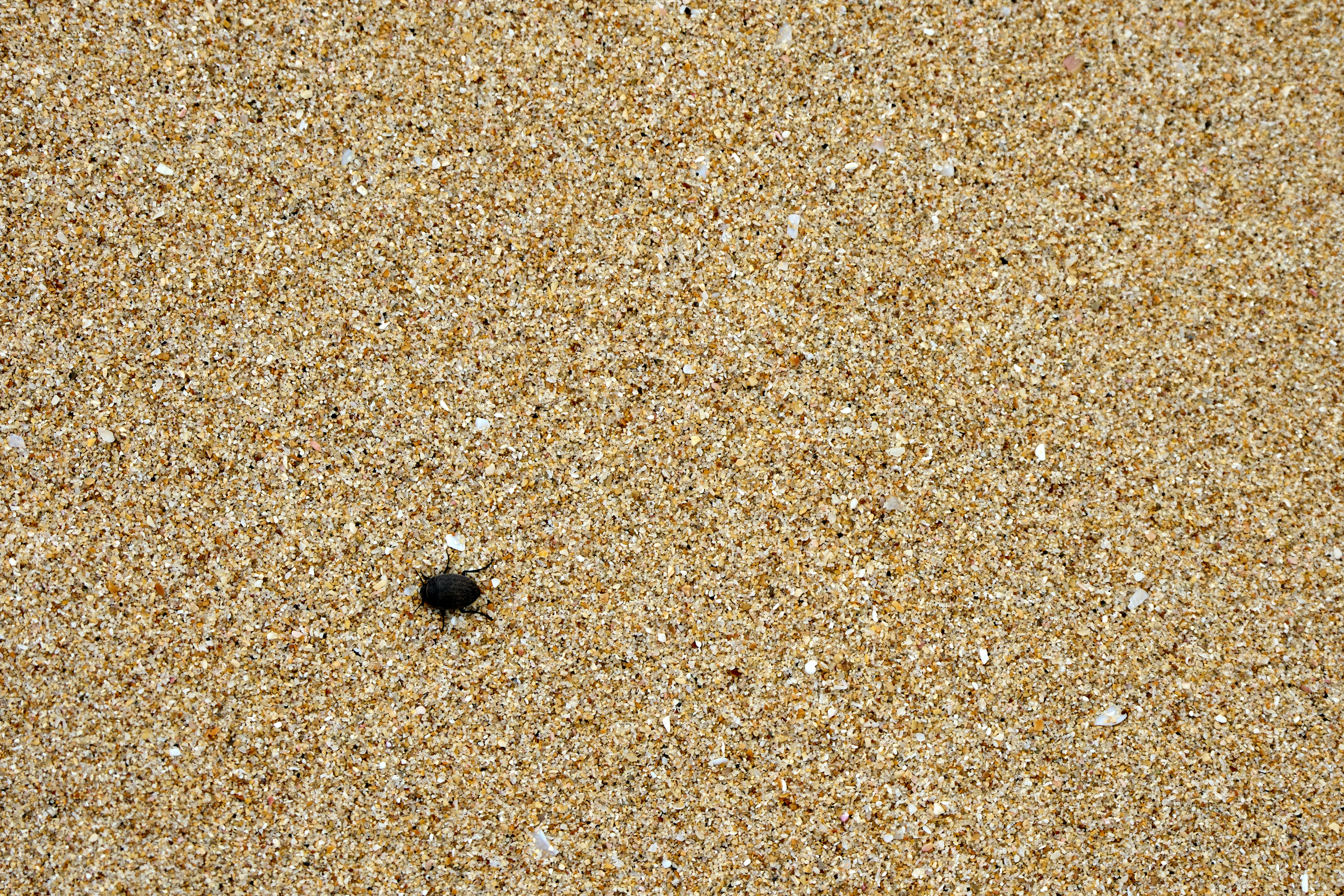 A small black beetle crawls on light brown sand.