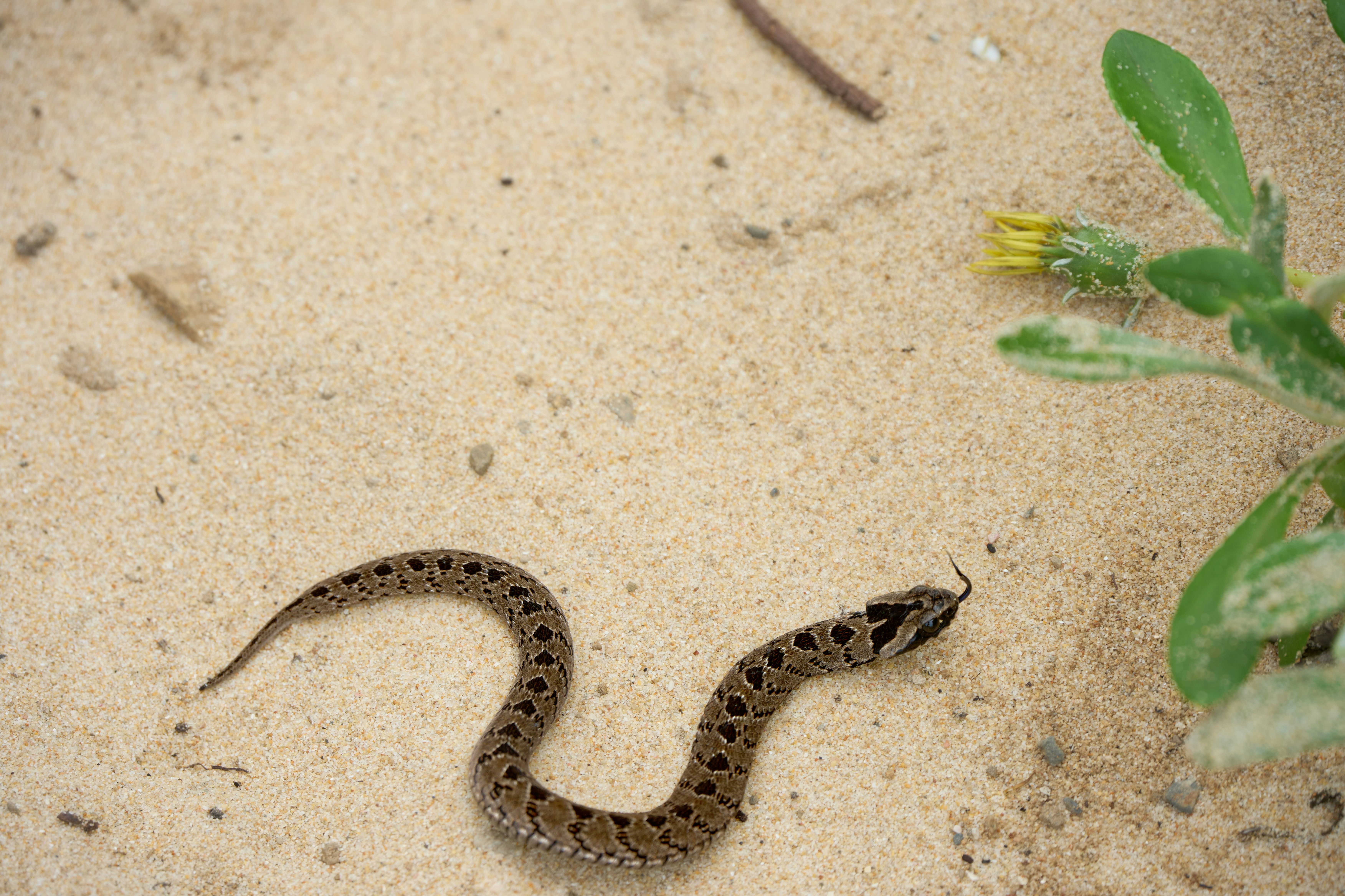 A small snake slithers on sandy ground near a plant.