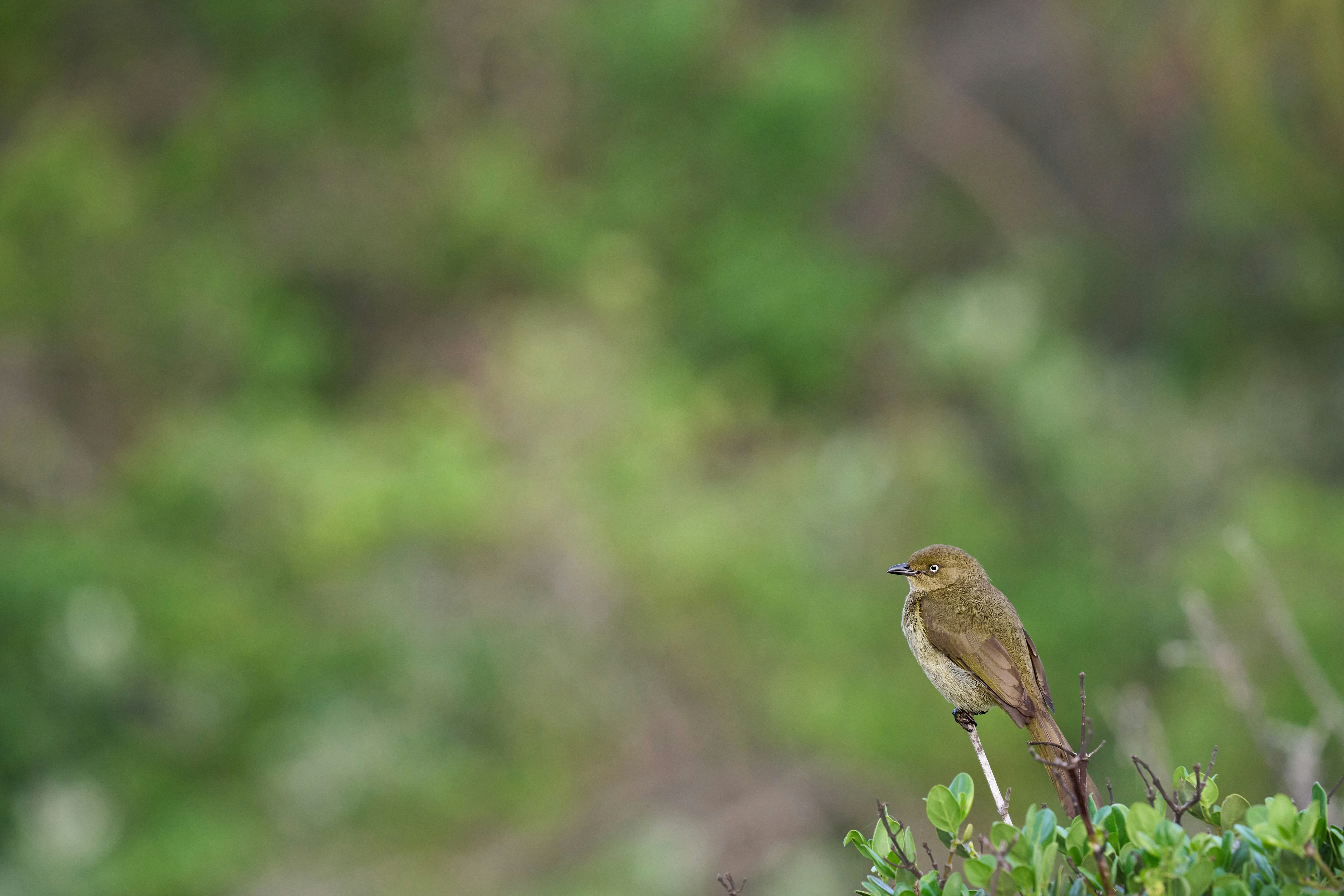 A small brown bird perches on a green bush.