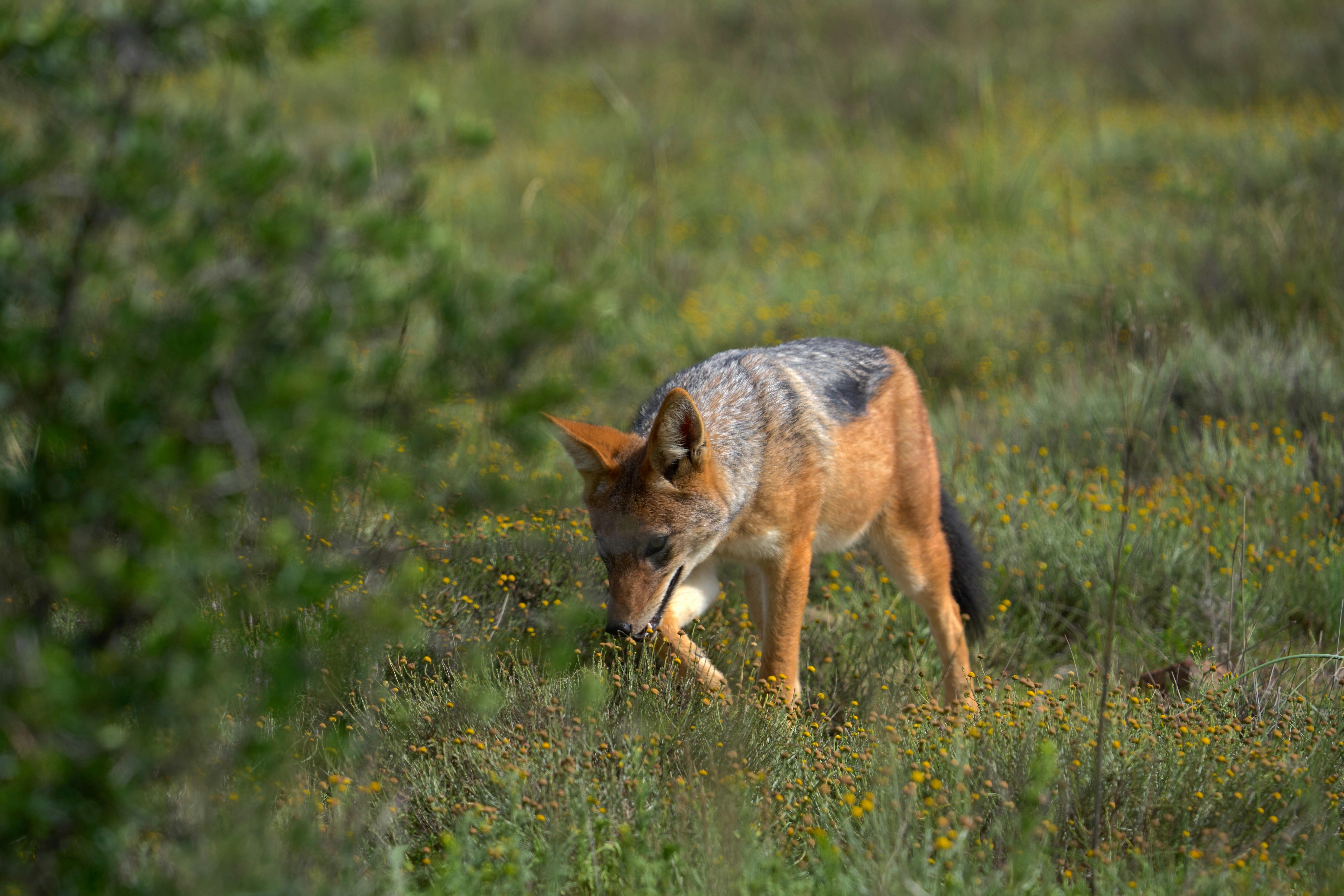 A coyote walks through a grassy field with wildflowers.