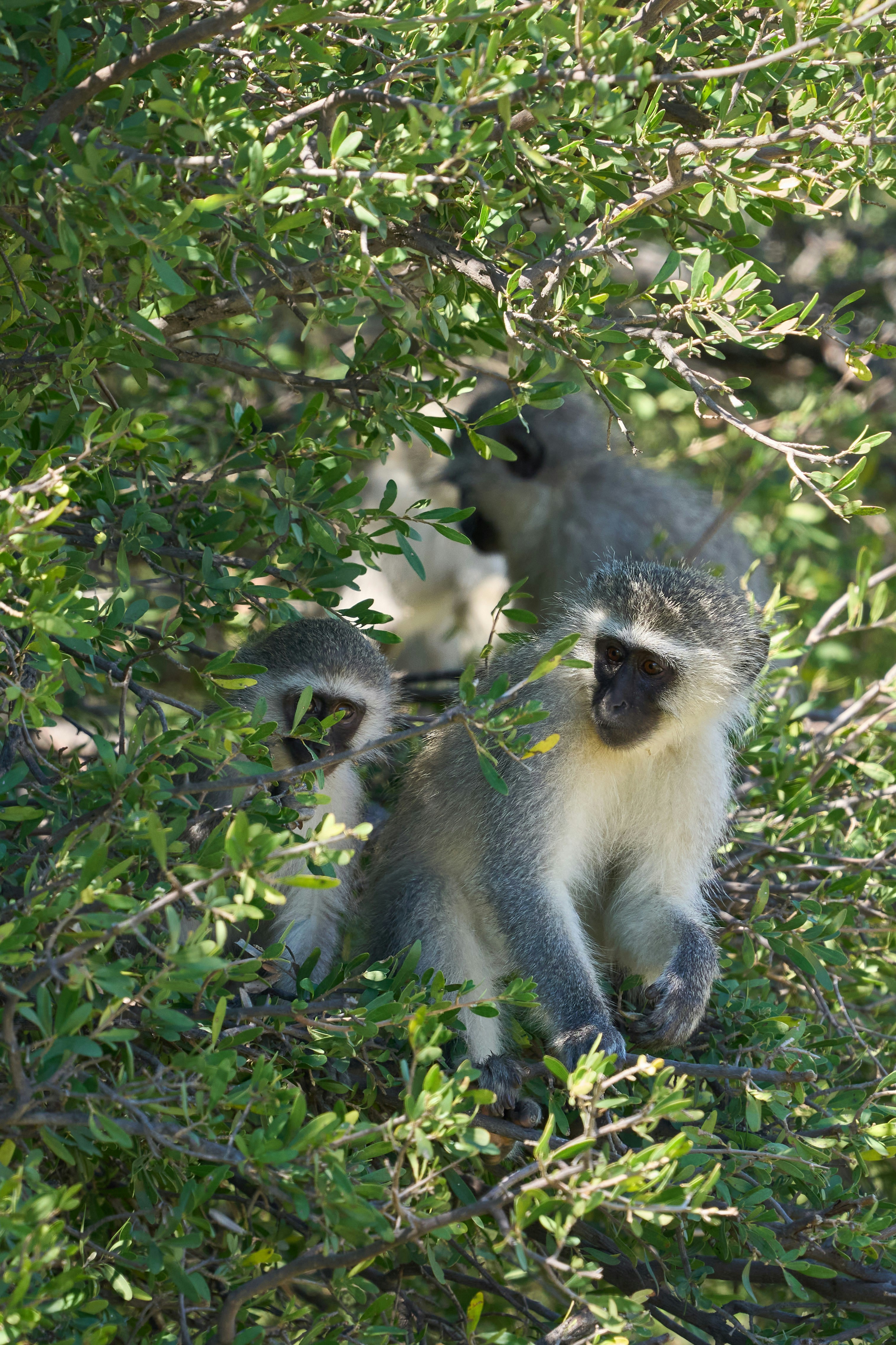 Vervet monkeys resting in a leafy green tree.