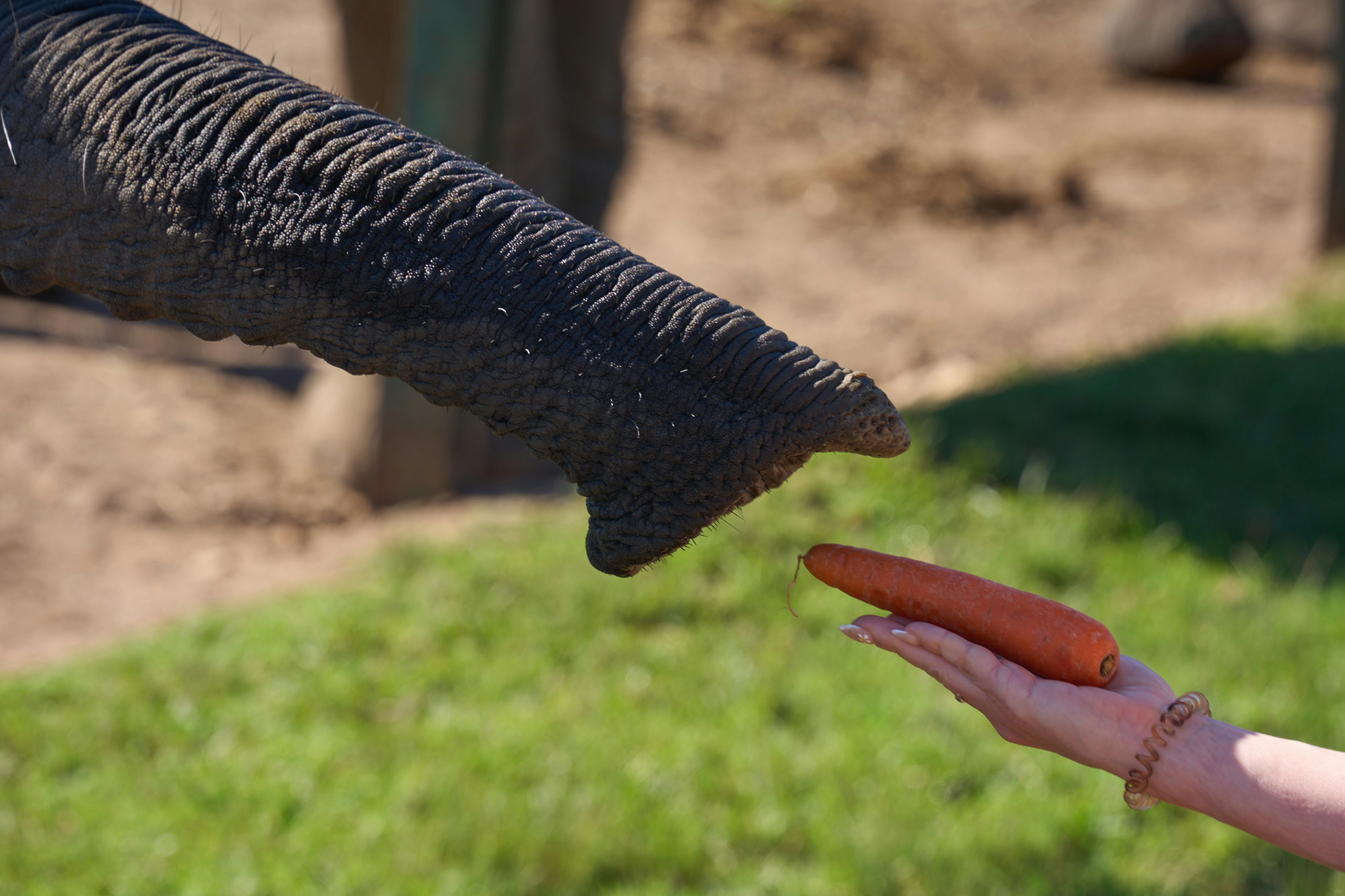 Elephant trunk reaching for a carrot held by a person.