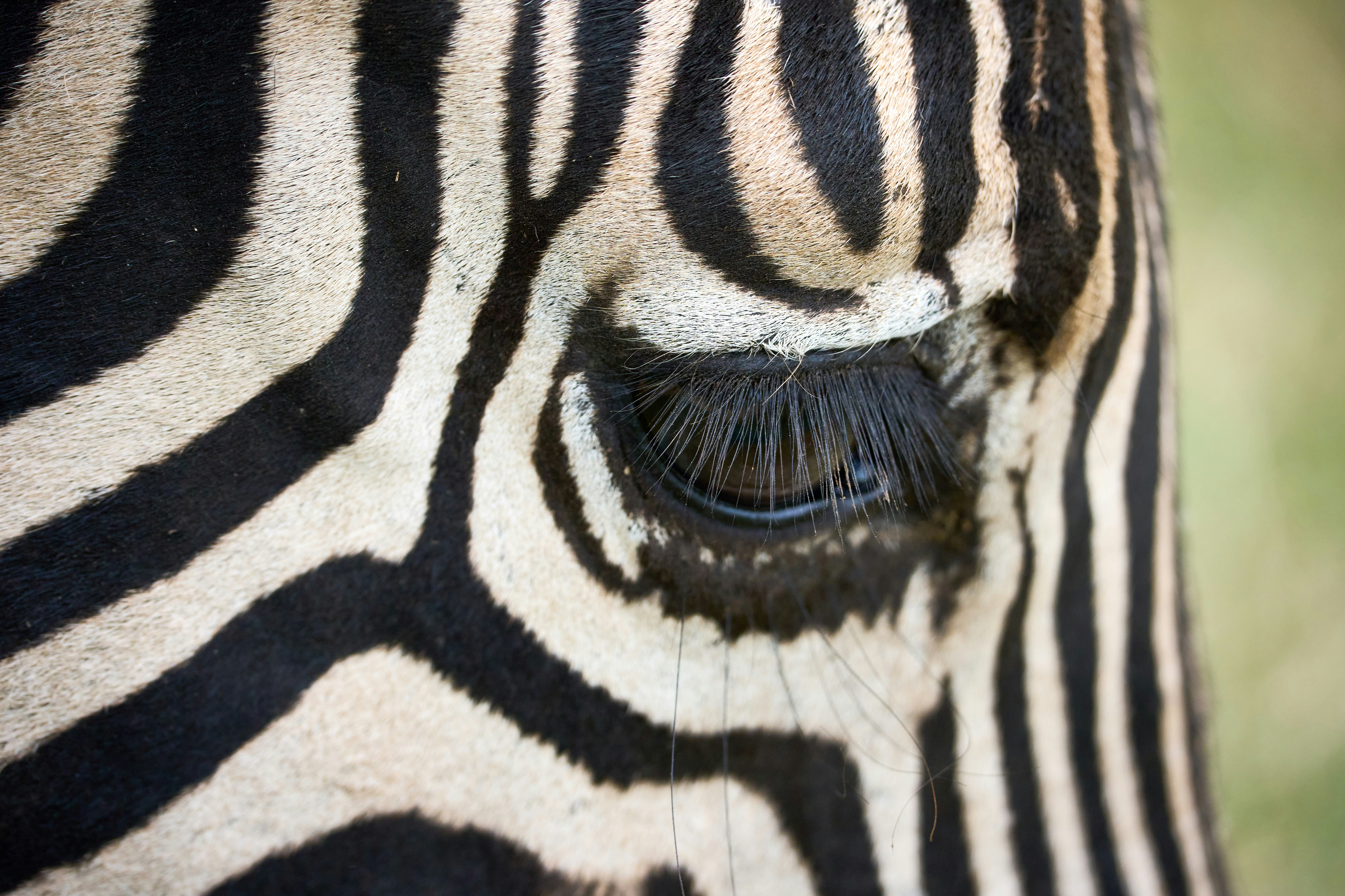 Close-up of a zebra's eye and black stripes.