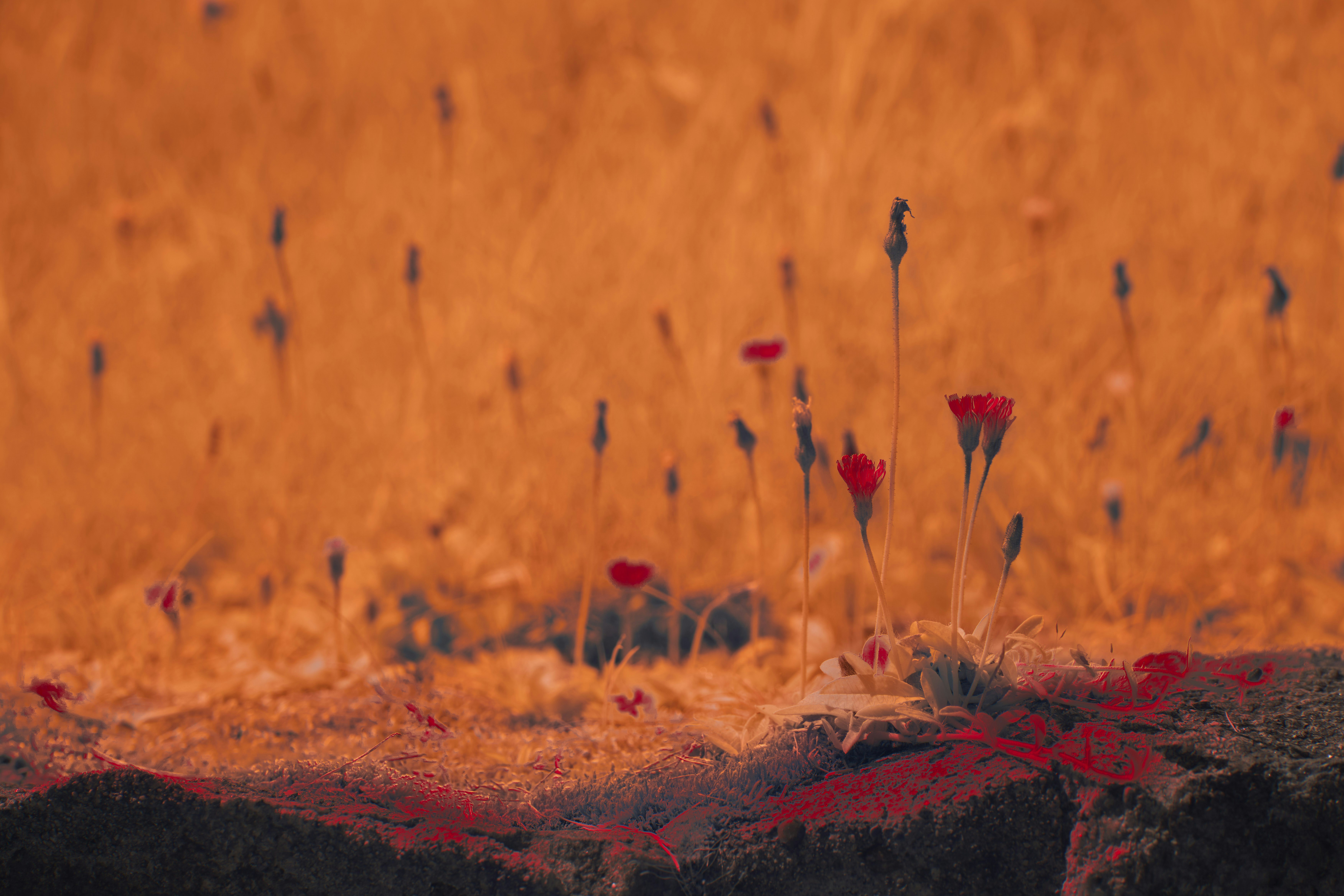 Red flowers bloom in a golden field at sunset.
