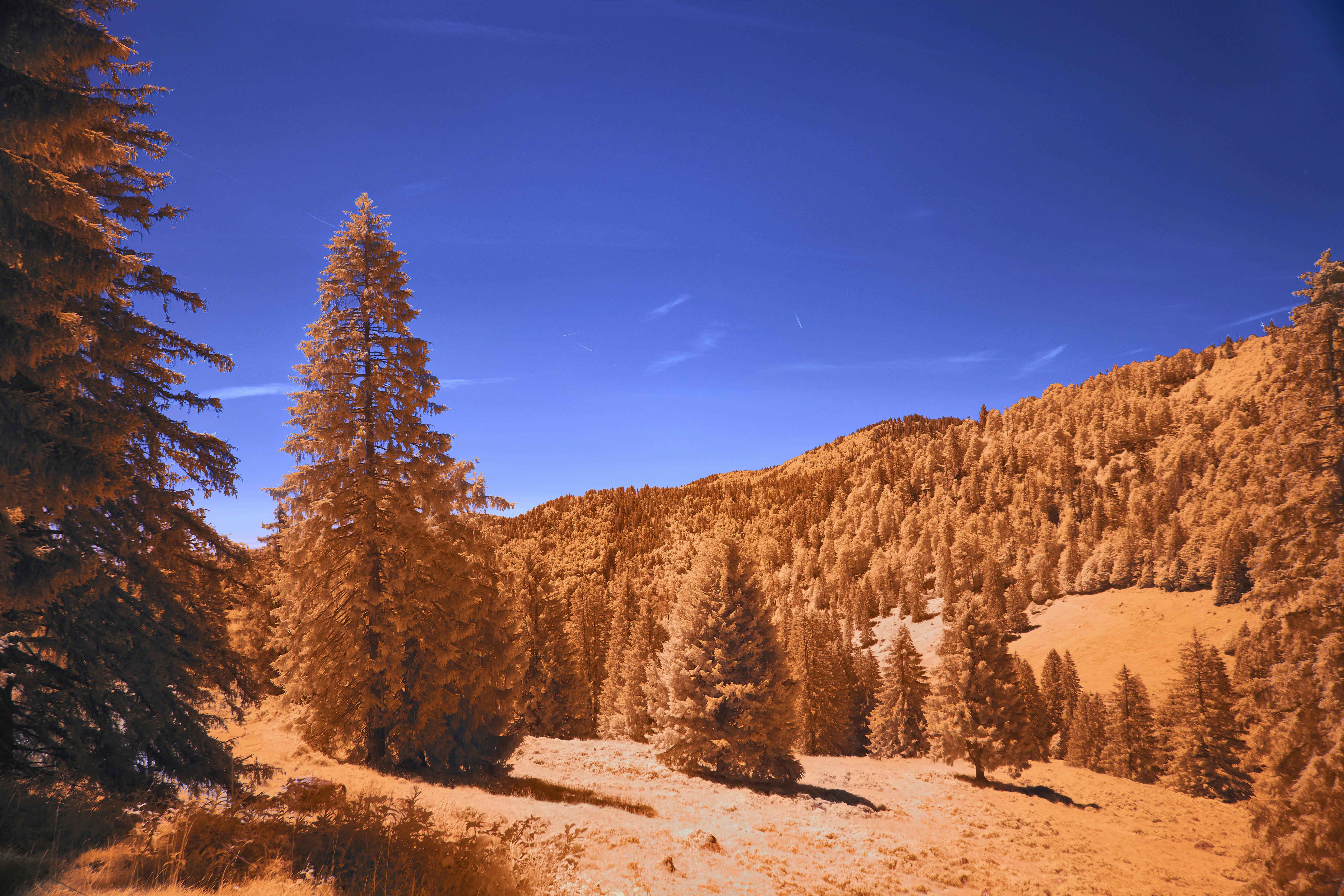 Infrared landscape with orange trees and a deep blue sky.