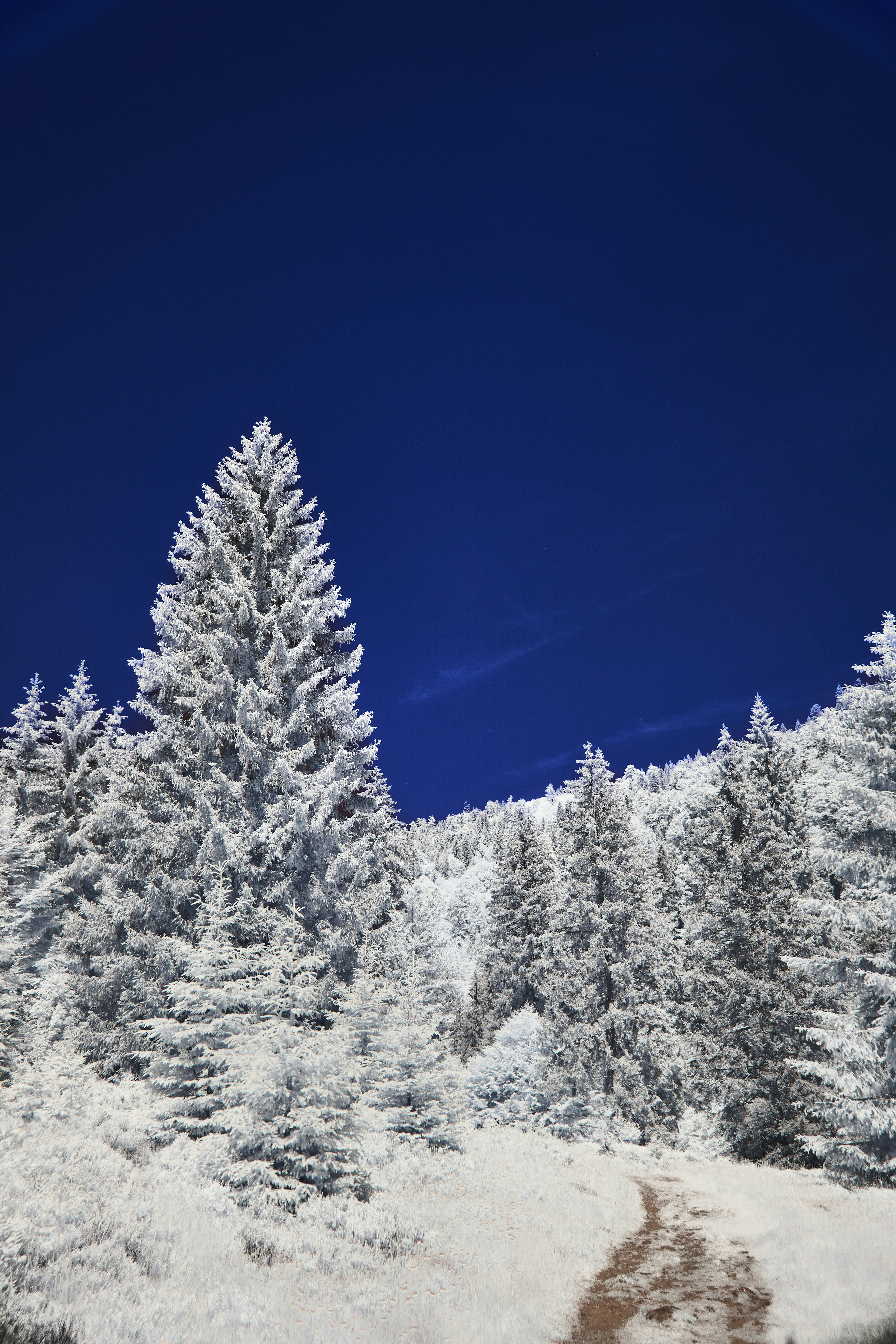 A winding path through snow-covered trees under a blue sky.