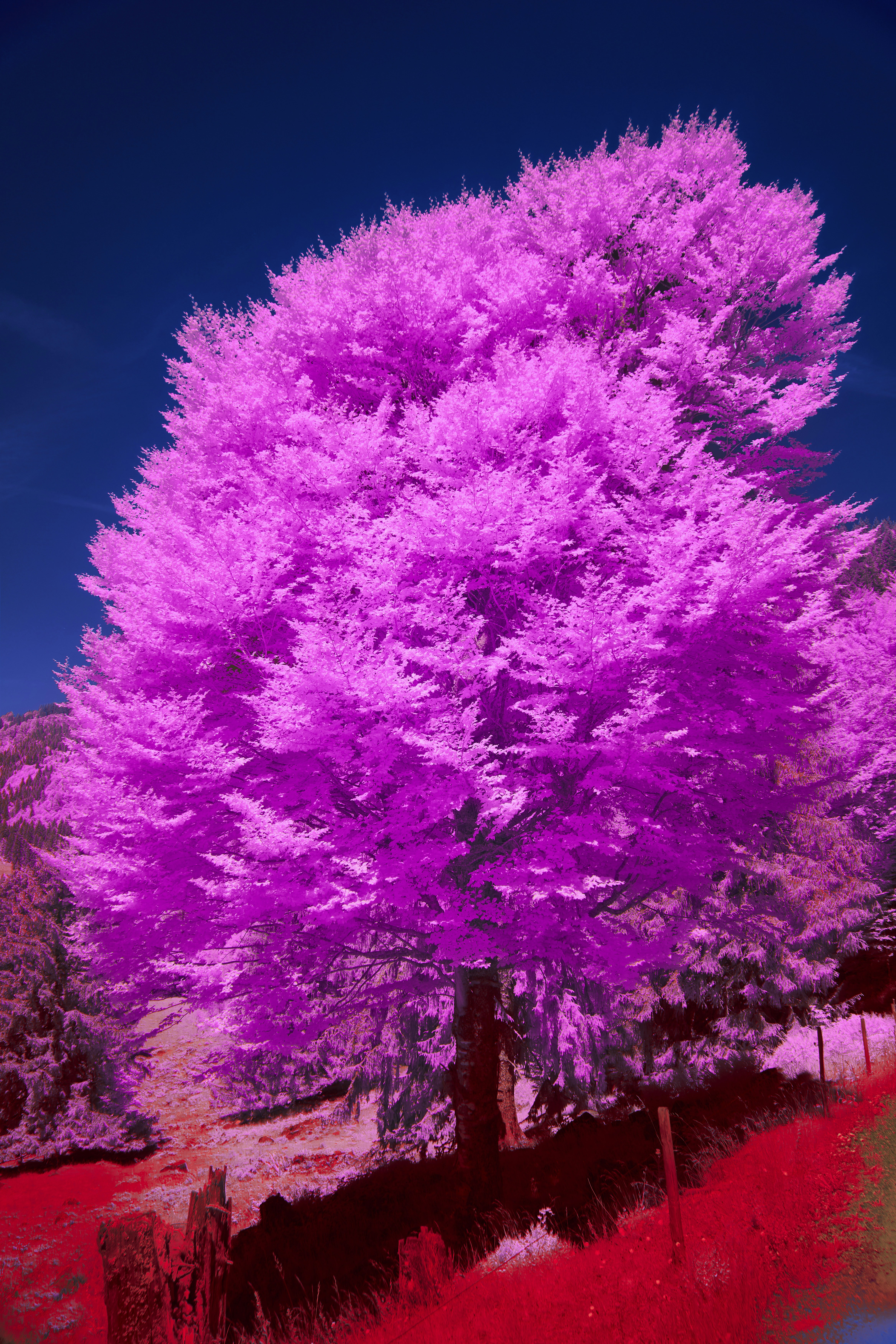 A vibrant pink tree stands against a deep blue sky.