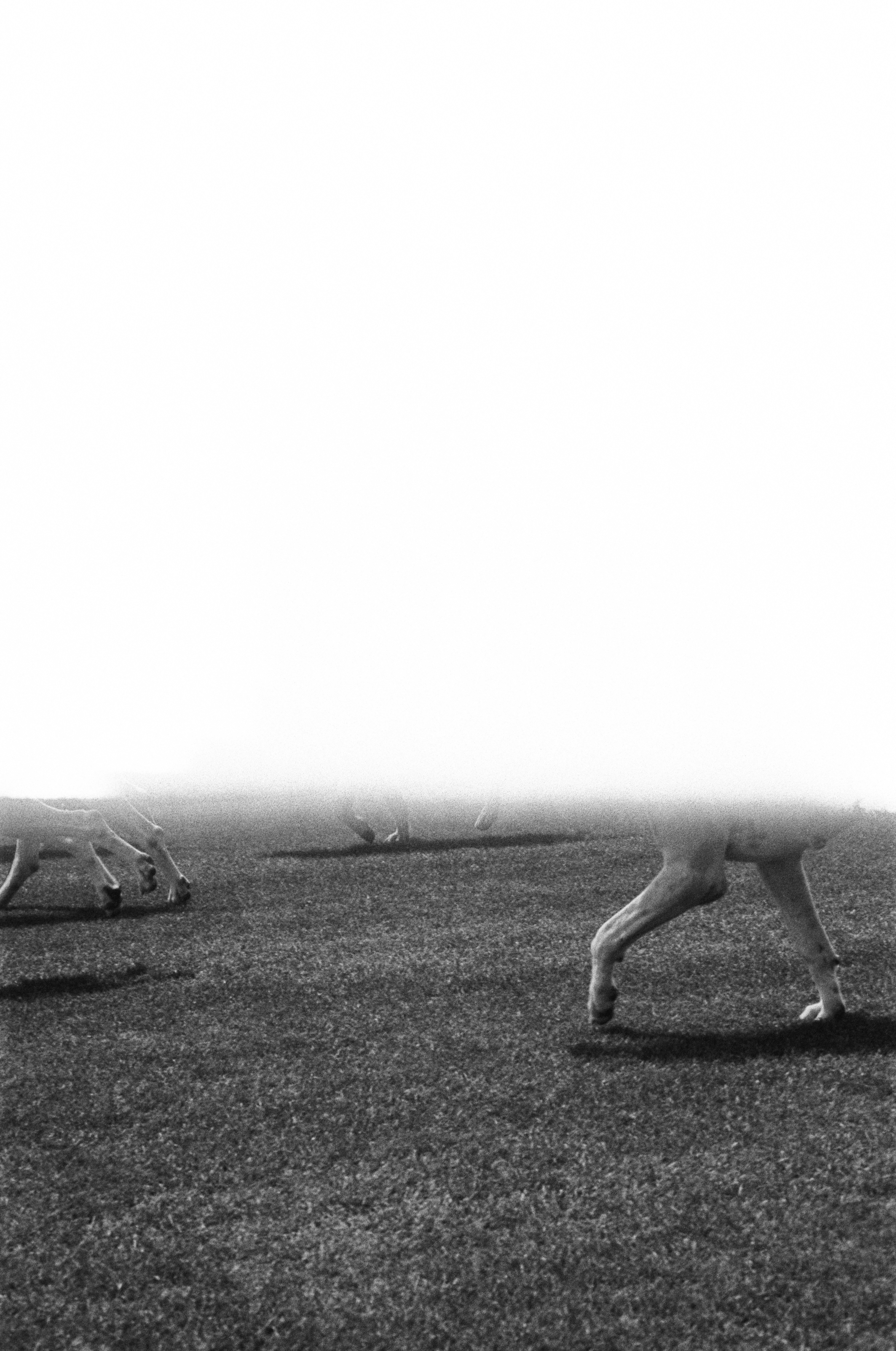 Hounds walking on grassy field, black and white