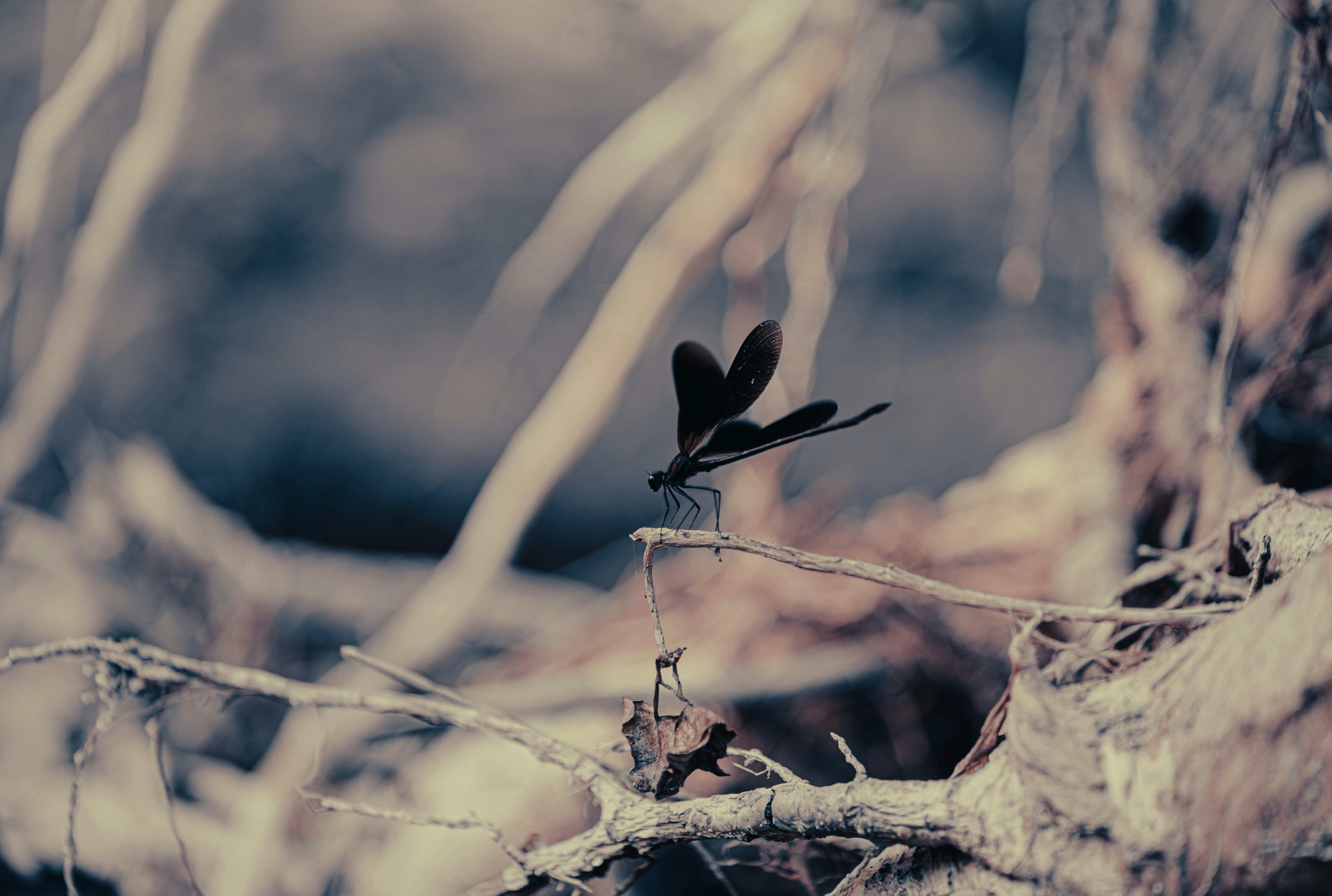 Une libellule sombre se perche sur une branche dans des tons étouffés.