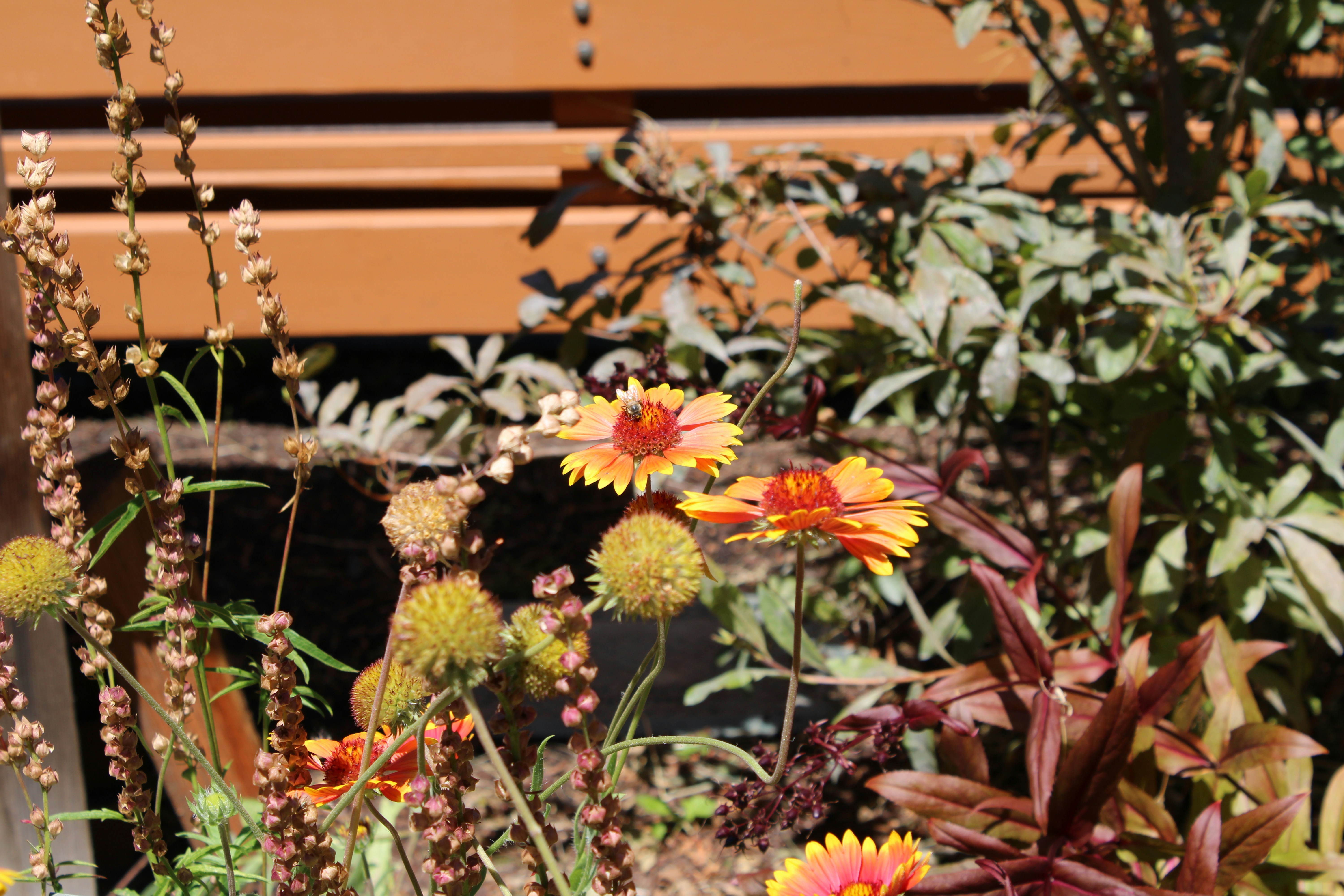 Volunteer: Babylon Native Plant Garden Restoration — August 22