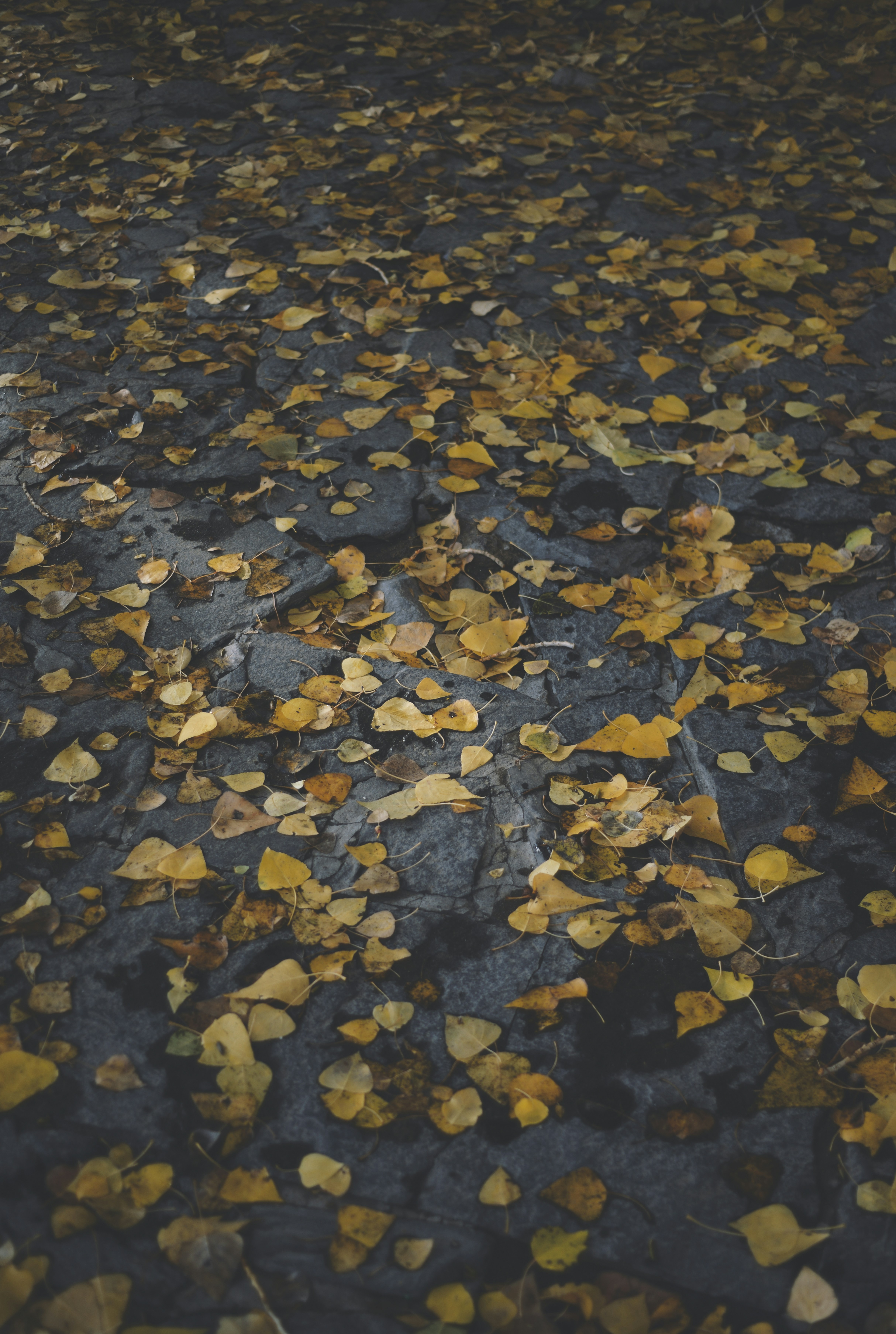 Des feuilles jaunes d’automne éparpillées sur le sol sombre.