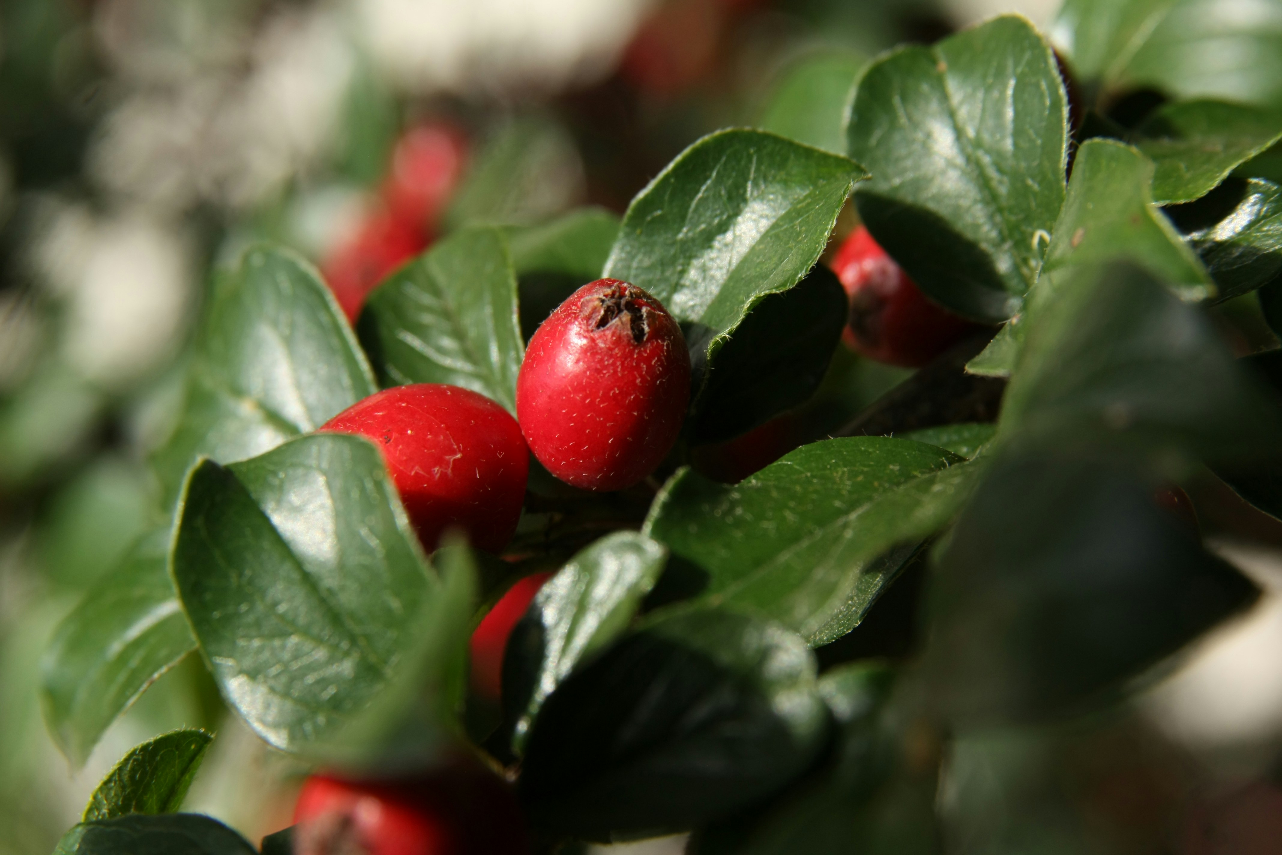 Fotomural Red berries on a green leafy bush in sunlight