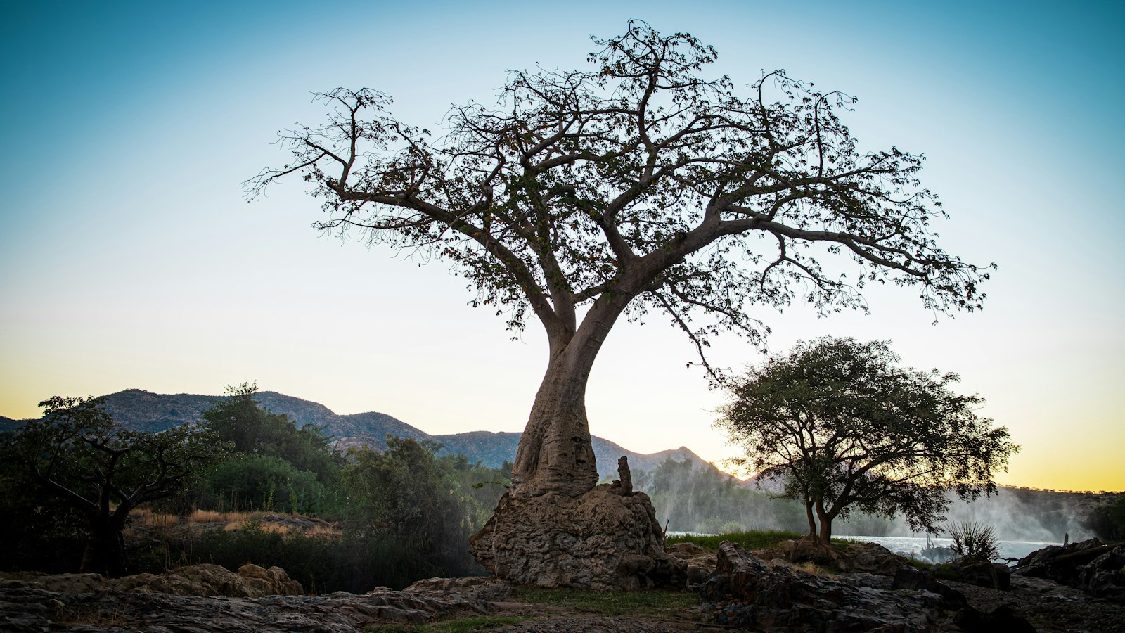 Baobab tree overlooking the Kunene River at Epupa Falls, Kaokoland and Kunene region