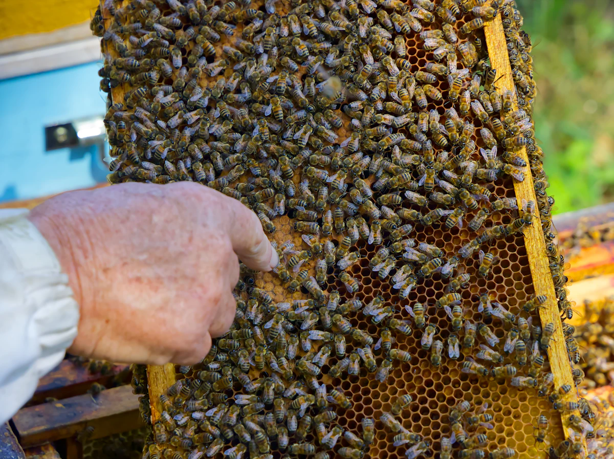 A beekeeper's hand steadies a frame thick with bees and capped honeycomb during harvest.