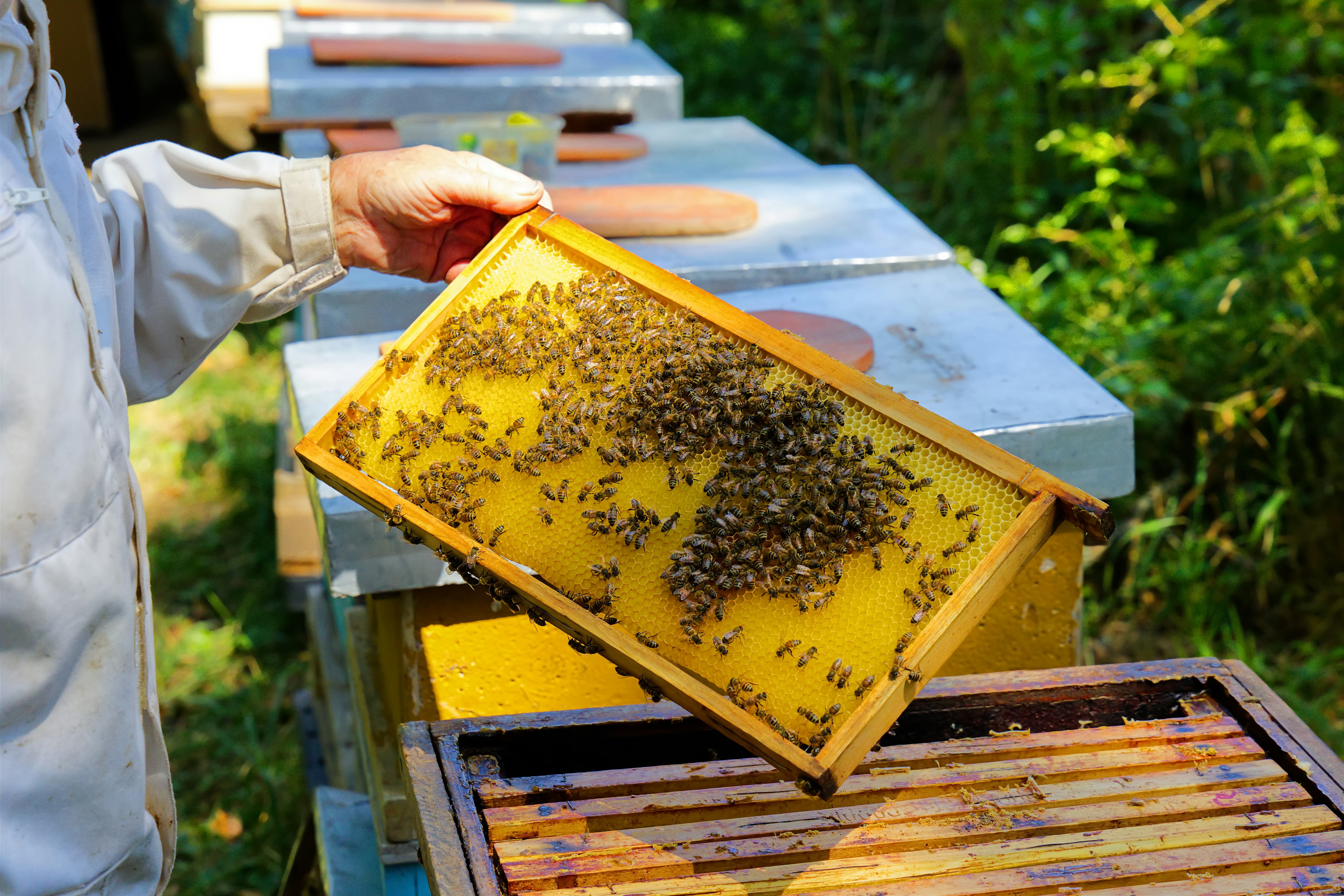 Beekeeper inspecting a beehive frame full of bees