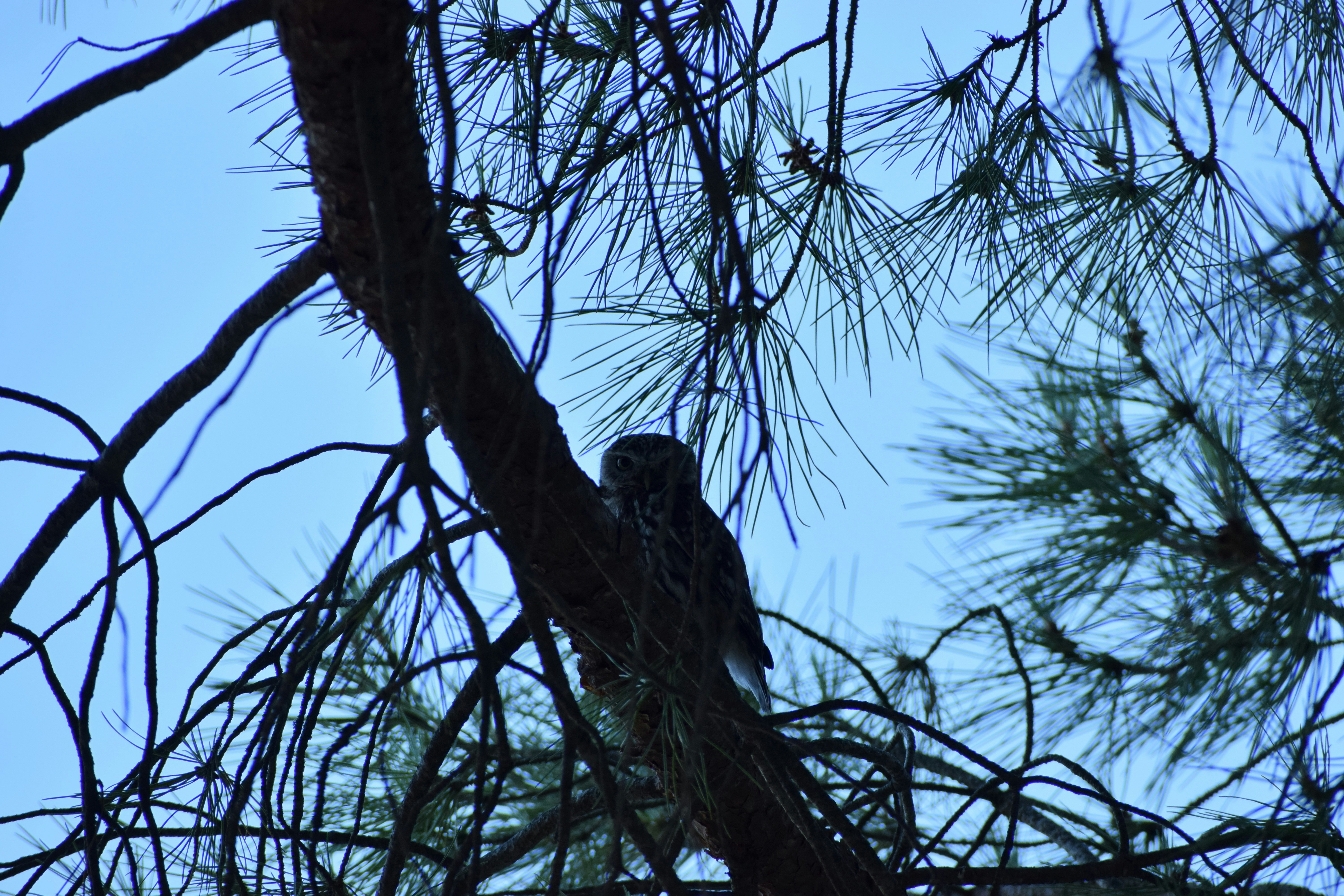 Silhouette of an owl perched on a pine tree branch.