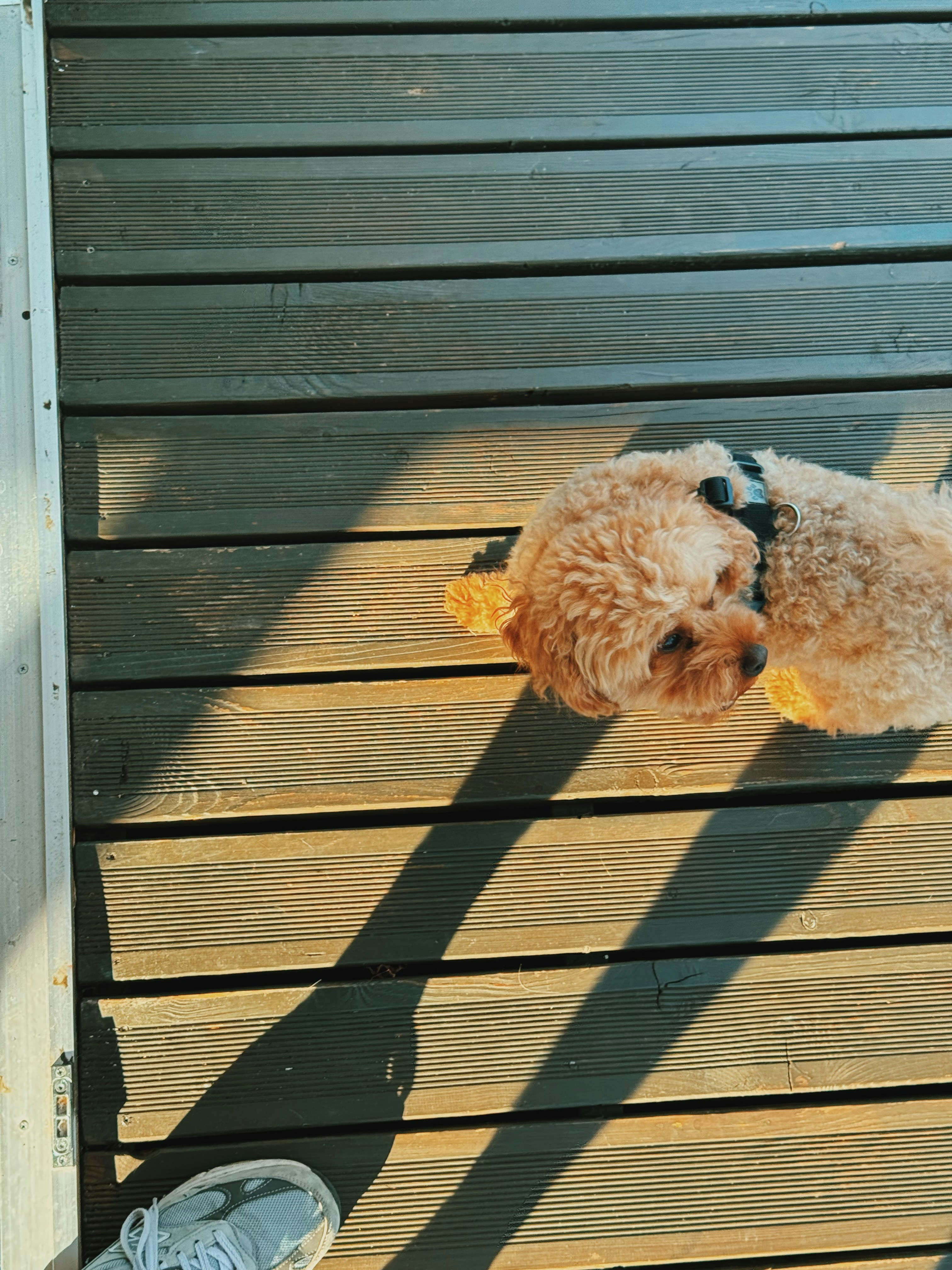 A small dog sitting on a wooden deck in sunlight.
