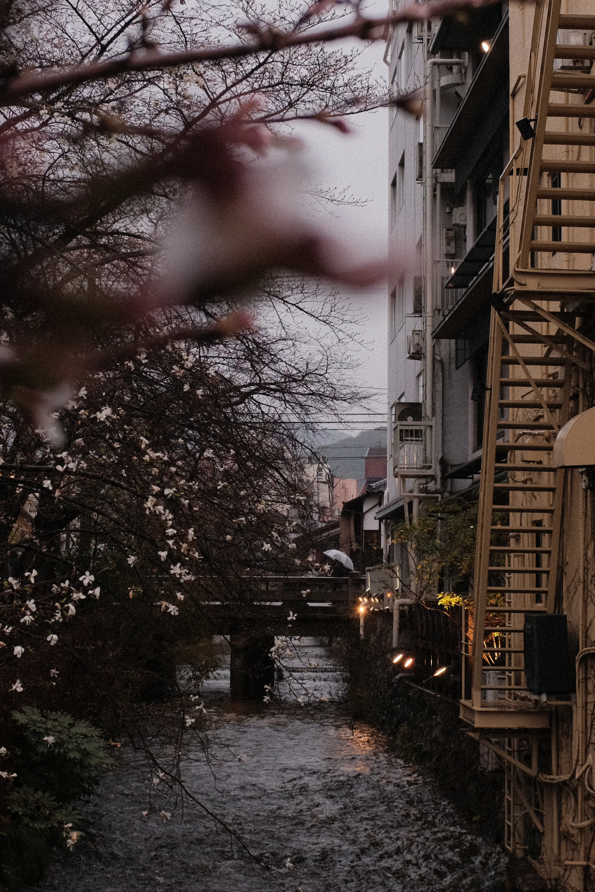 Narrow river lined with cherry blossoms and old buildings