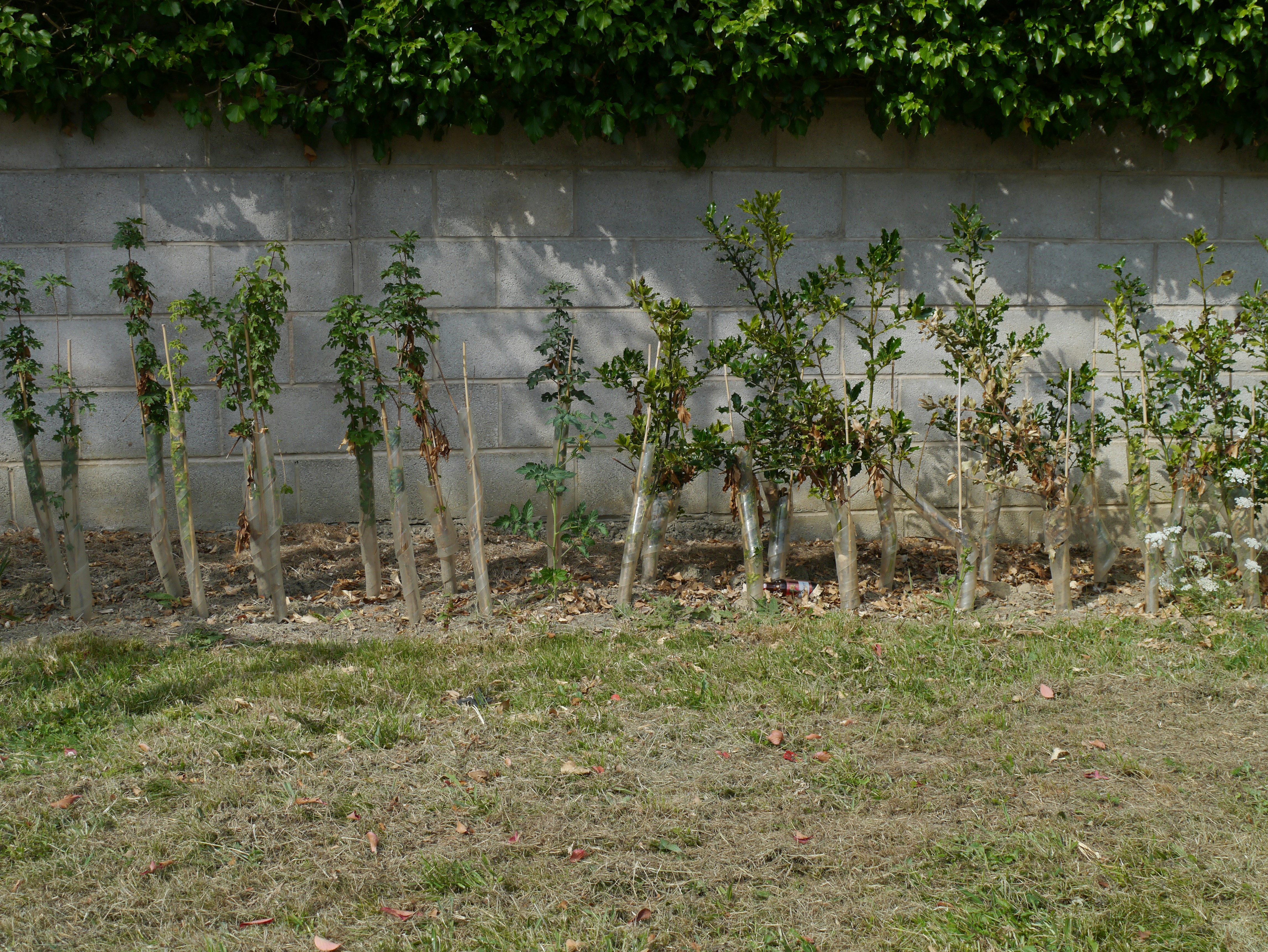 Young trees planted along a concrete wall with green foliage
