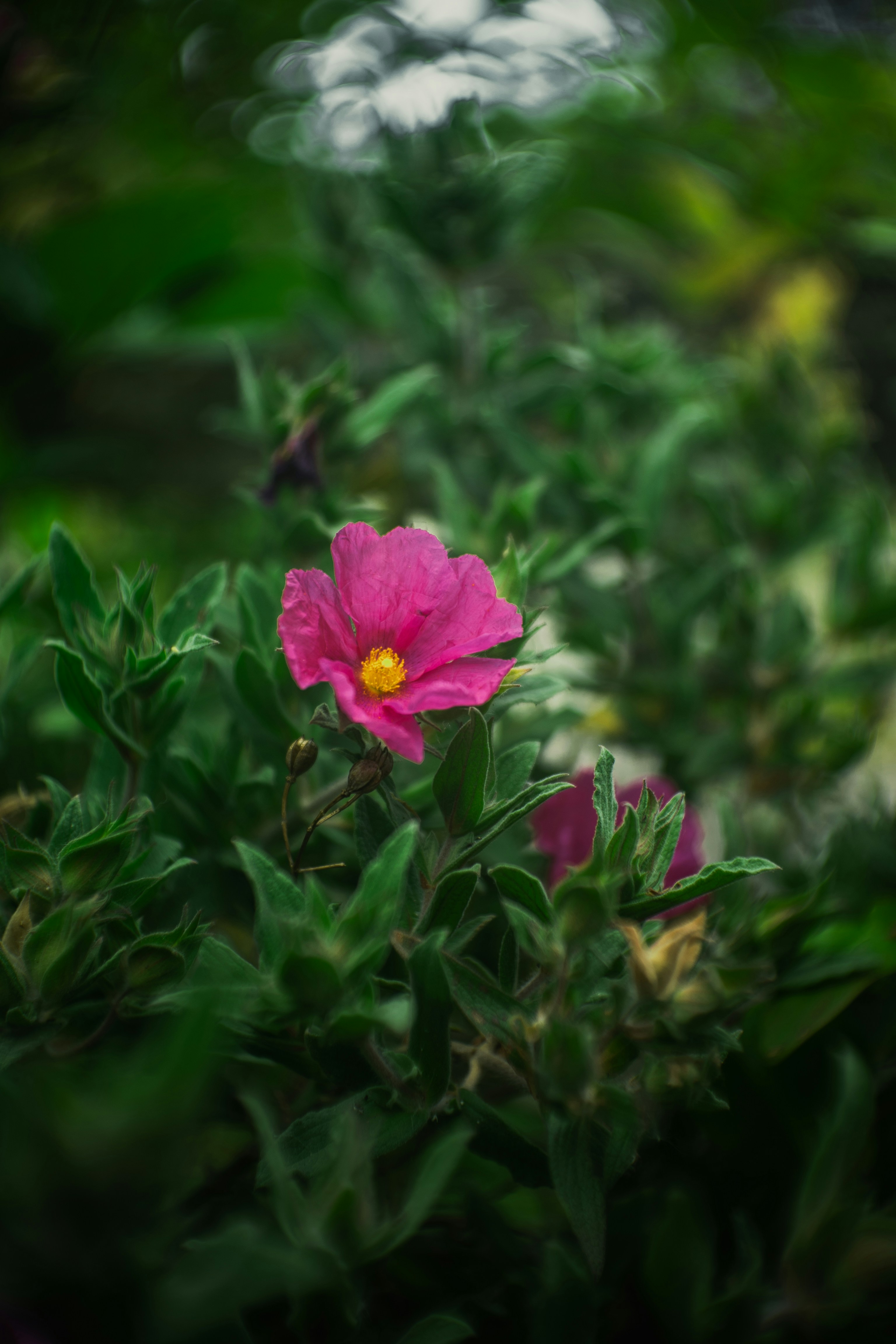Una sola flor rosa con centro amarillo rodeada de hojas verdes.