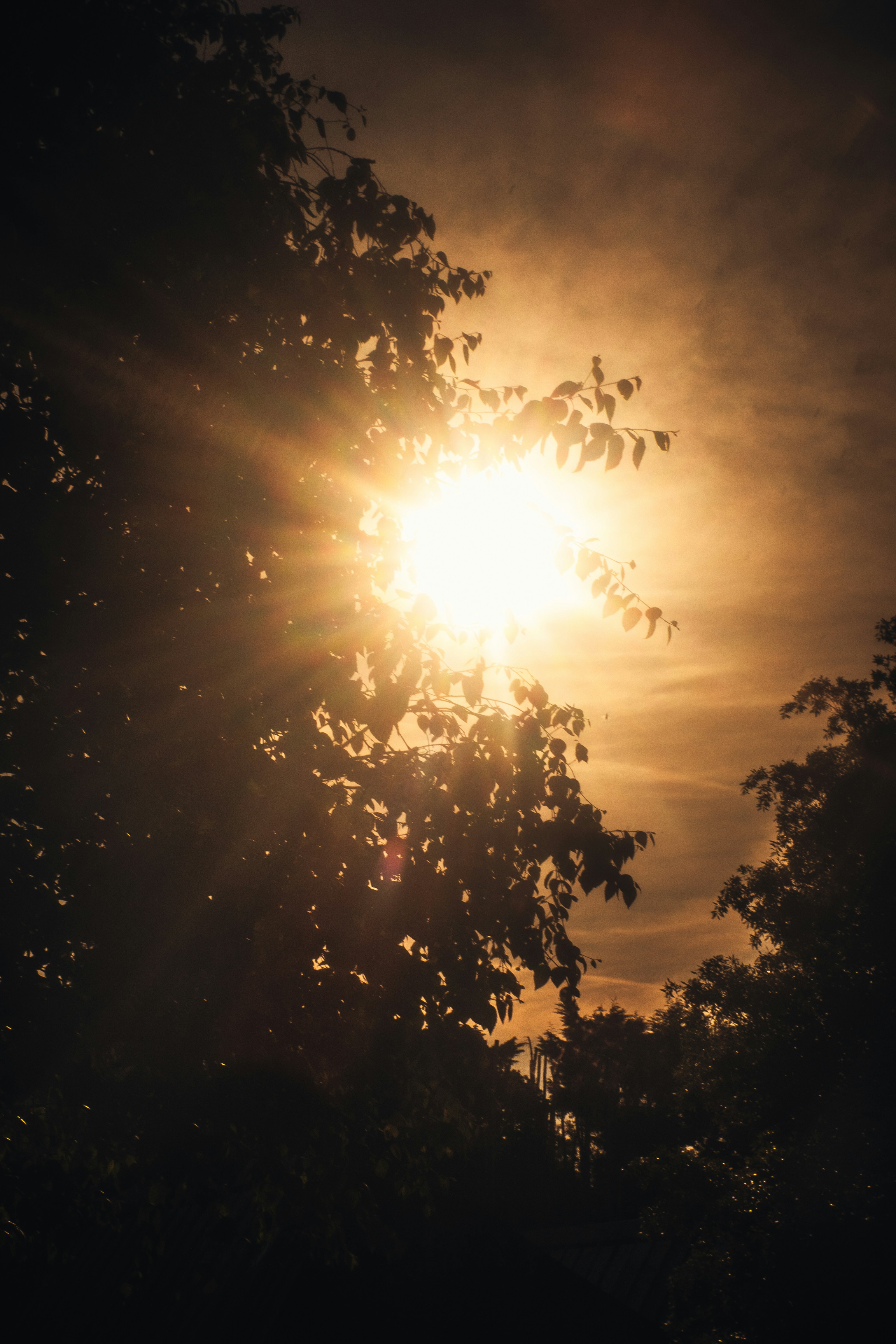 Un estallido dorado de sol asomándose entre el follaje oscuro de los árboles.