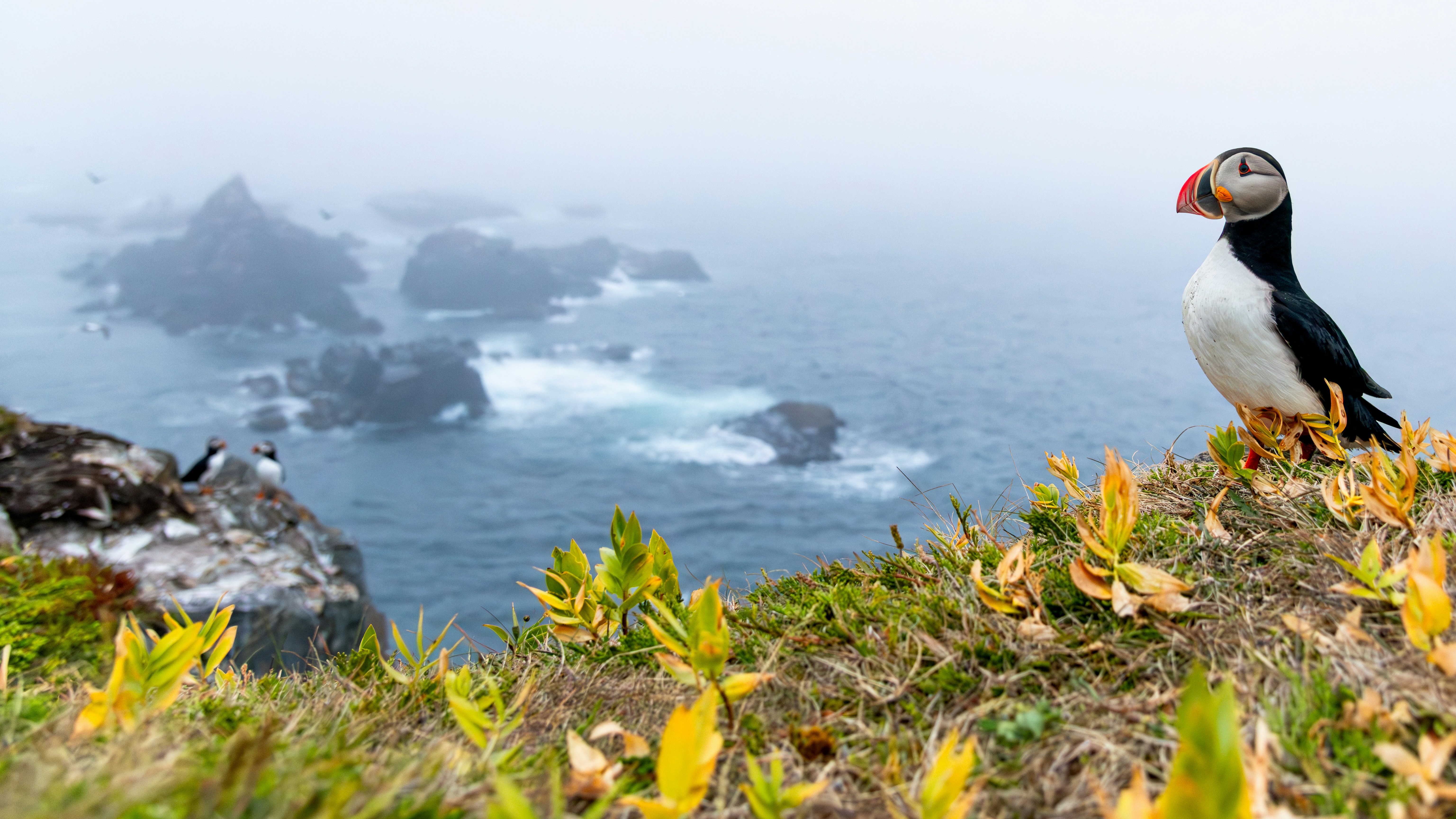 Atlantic Puffin along the coast of Newfoundland