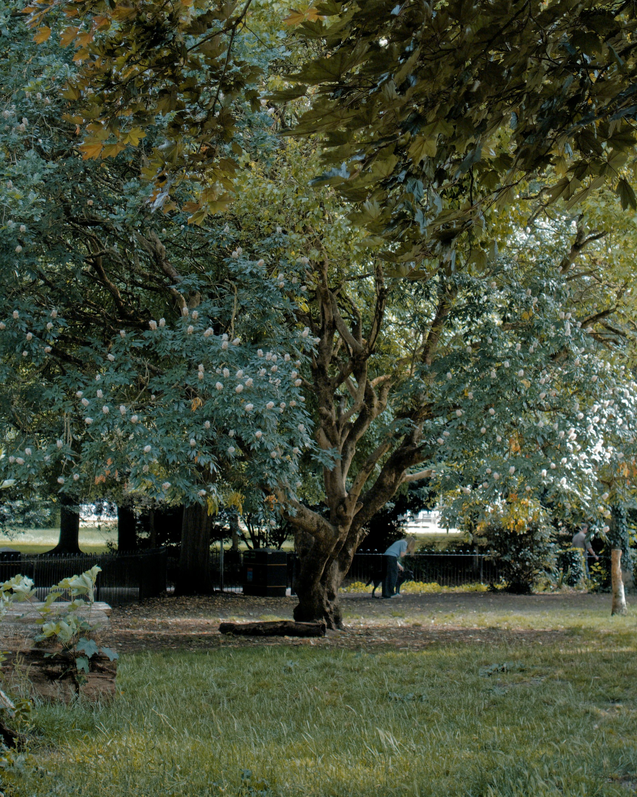 A large tree with white blossoms in a green park
