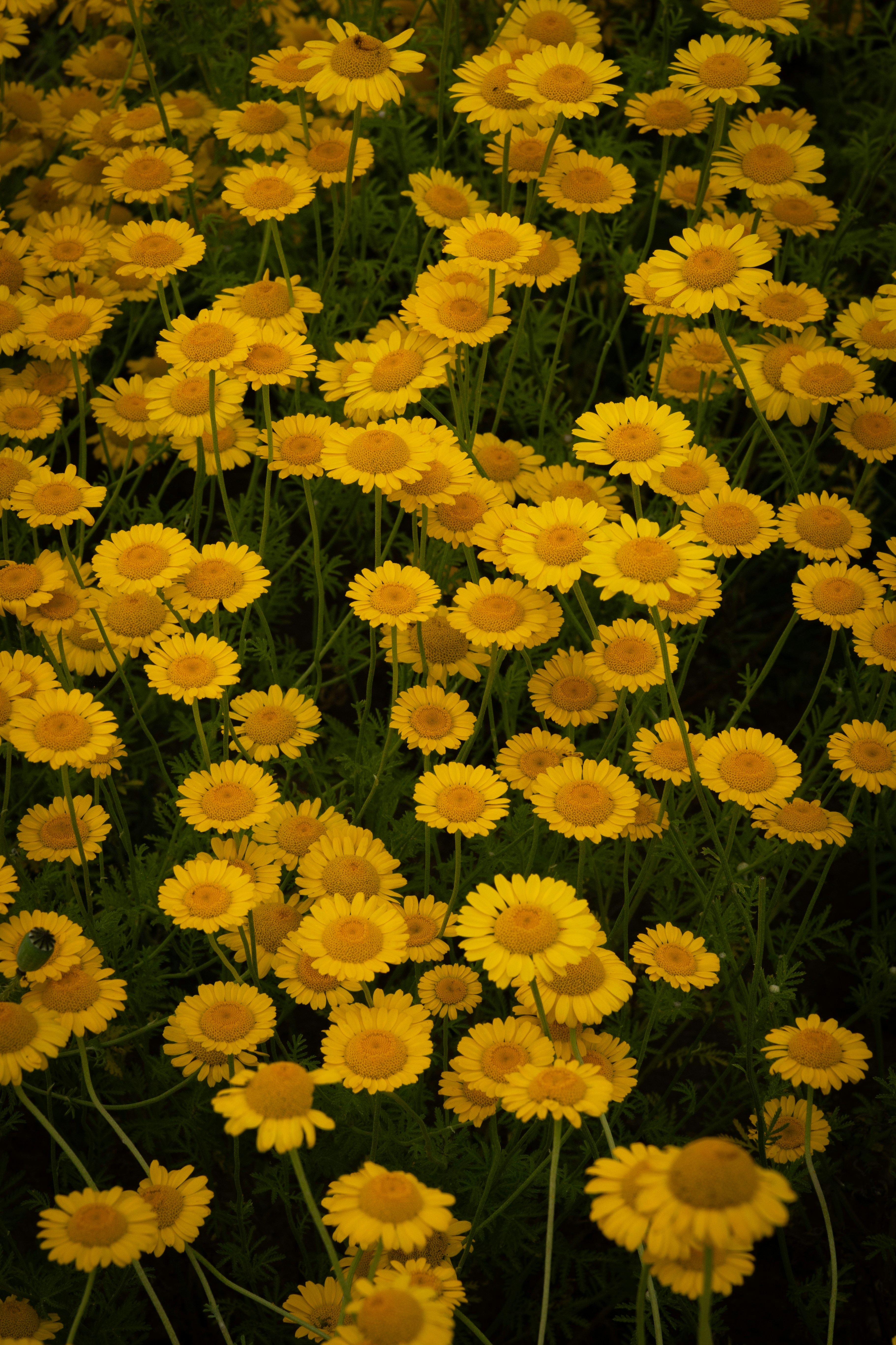 A vibrant field of yellow daisy-like flowers